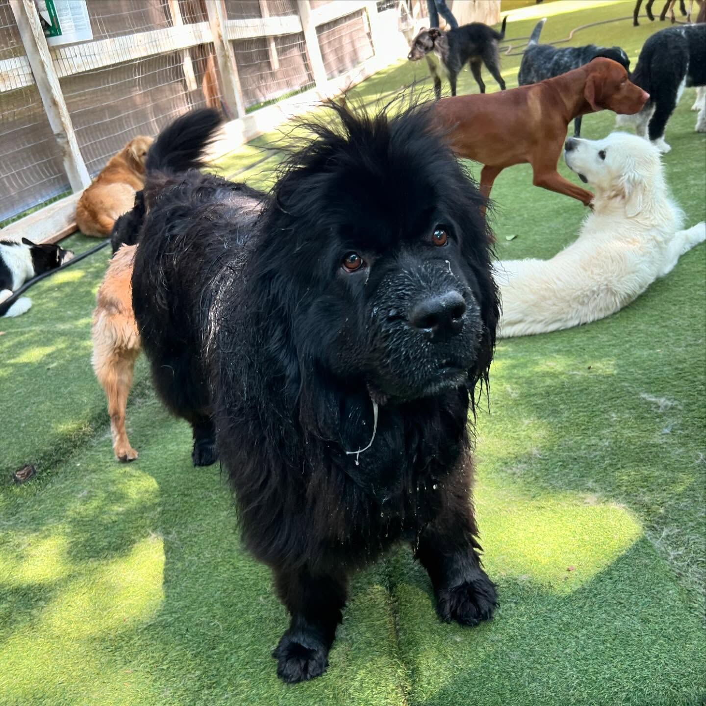 A black dog is standing in front of a group of dogs