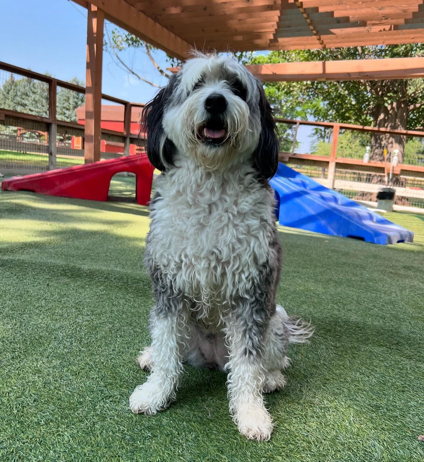 A black and white dog is sitting on the grass under a pergola