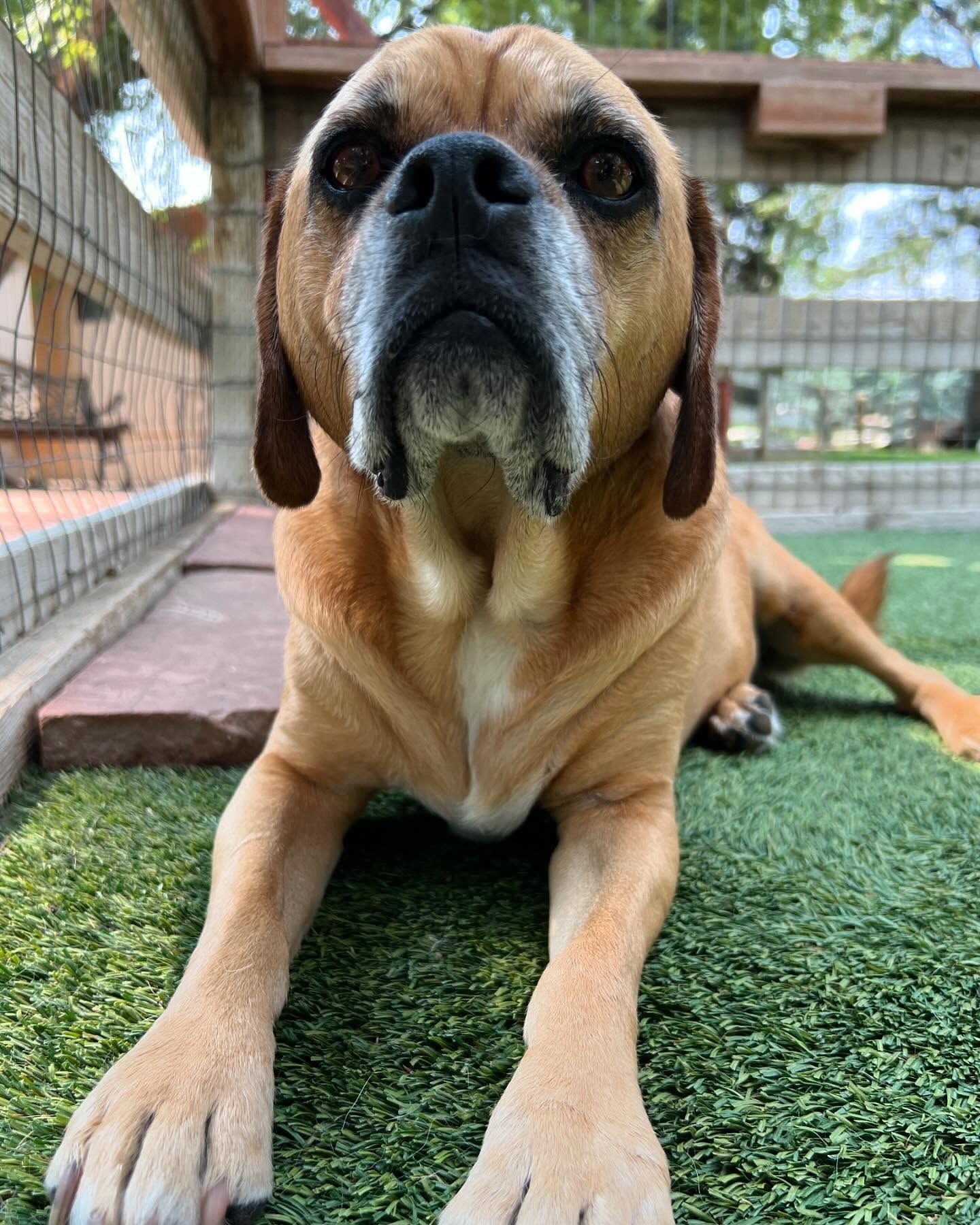 A dog is laying on the grass and looking at the camera