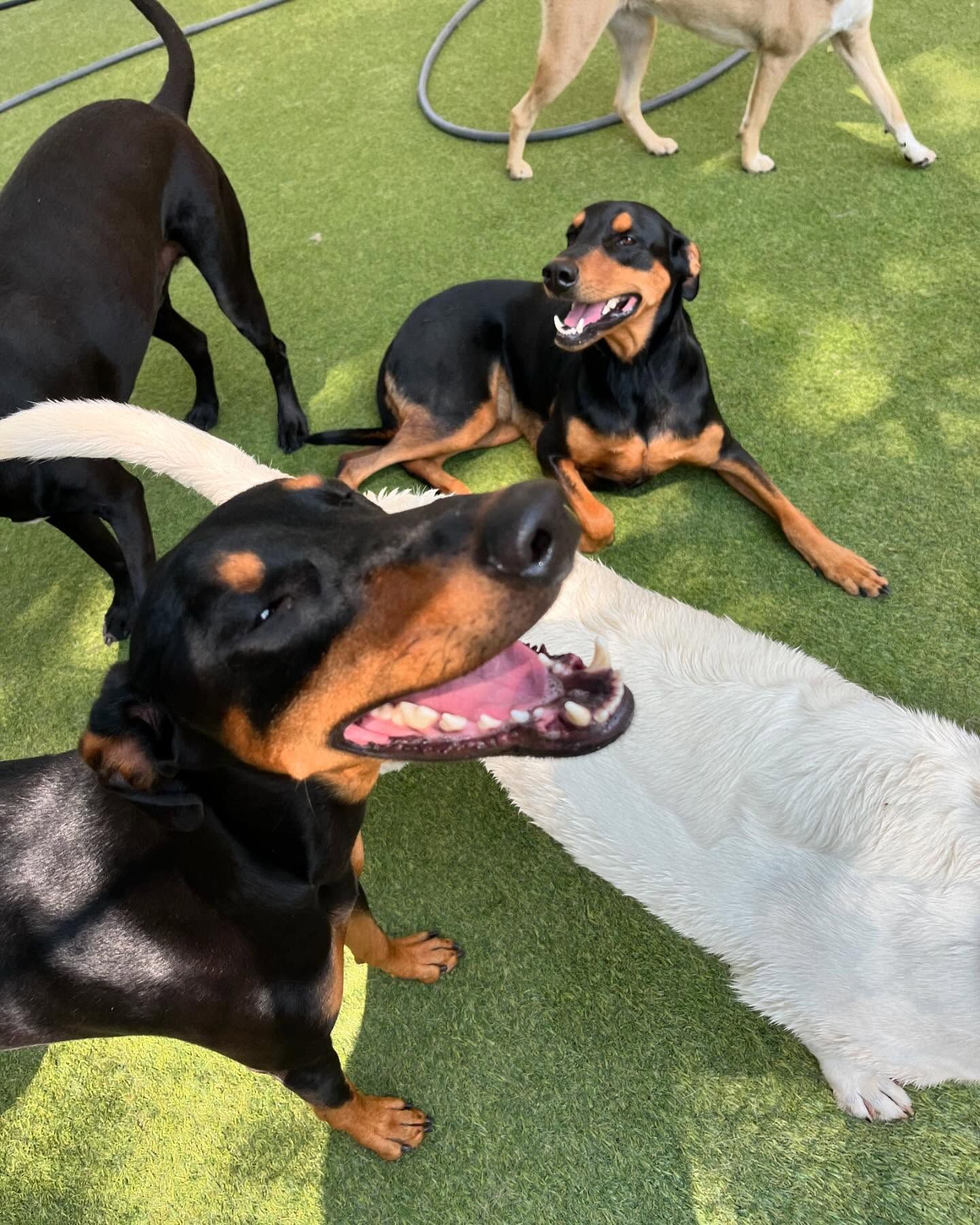 A group of dogs are playing on a lush green field