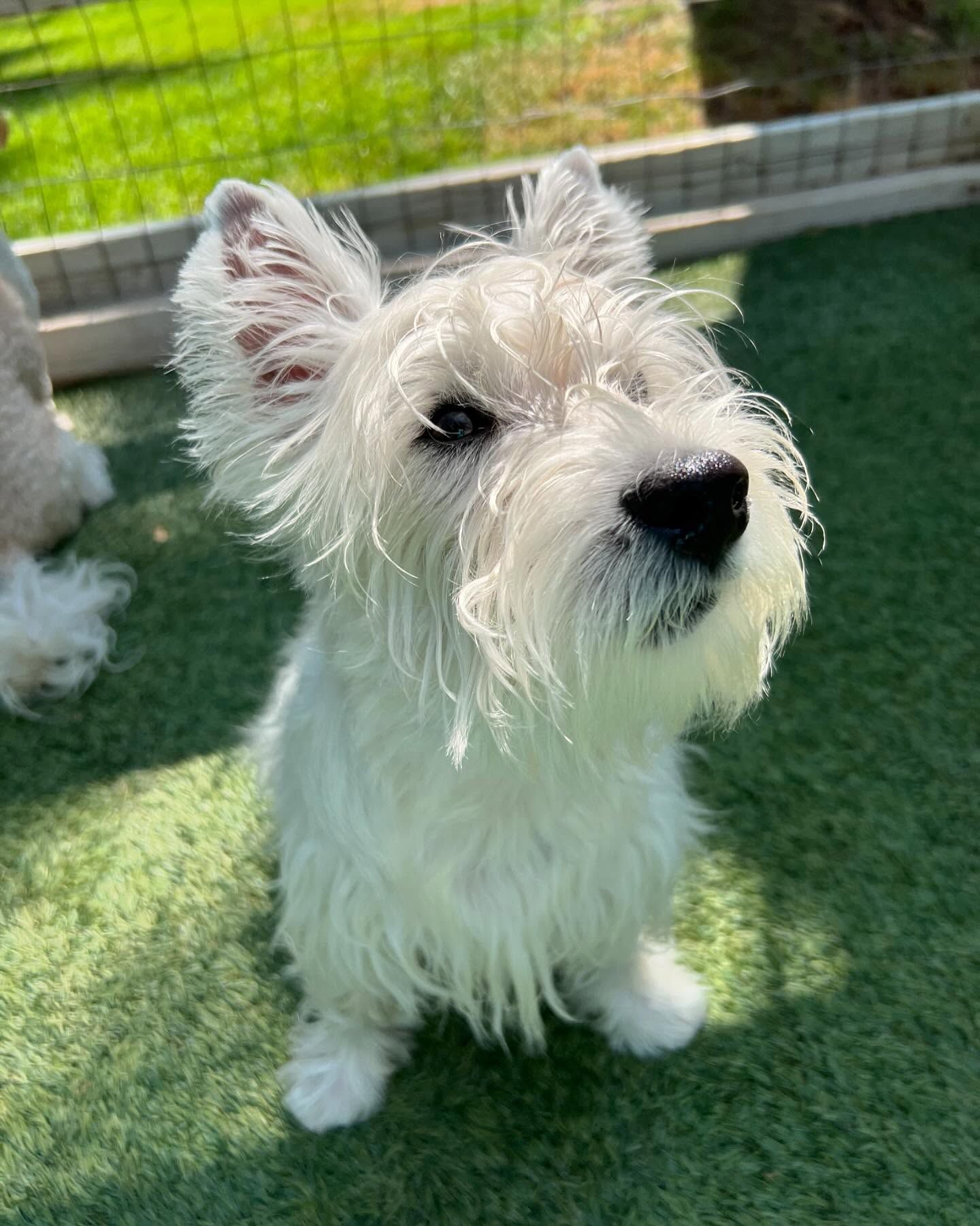 A small white dog is sitting on a green lawn