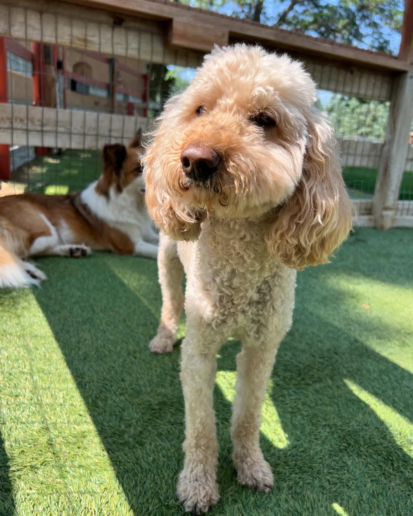A dog is standing on a lush green field next to another dog