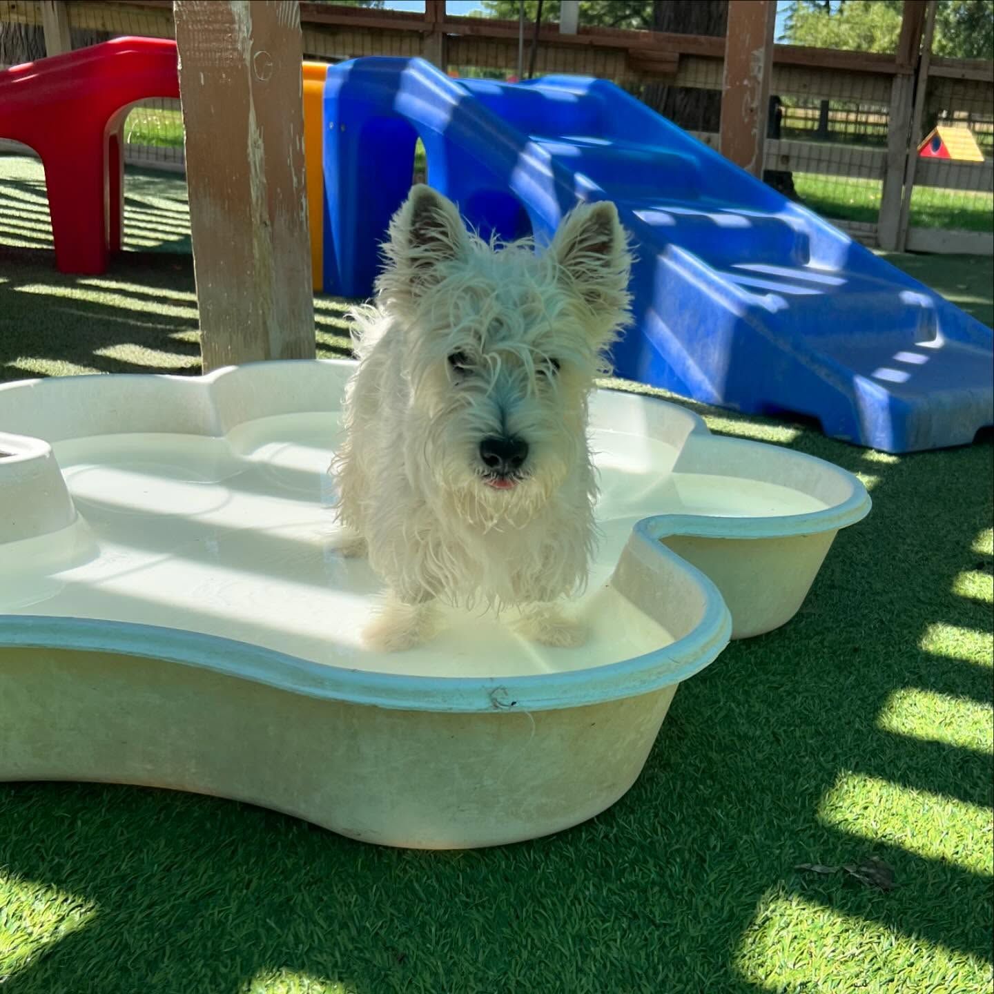 A small white dog is sitting in a tub of water