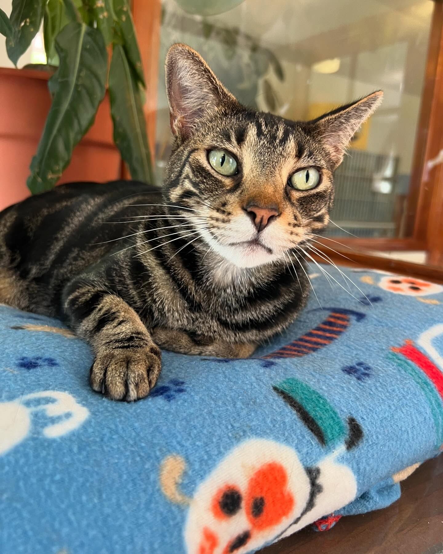 A cat laying on a blanket