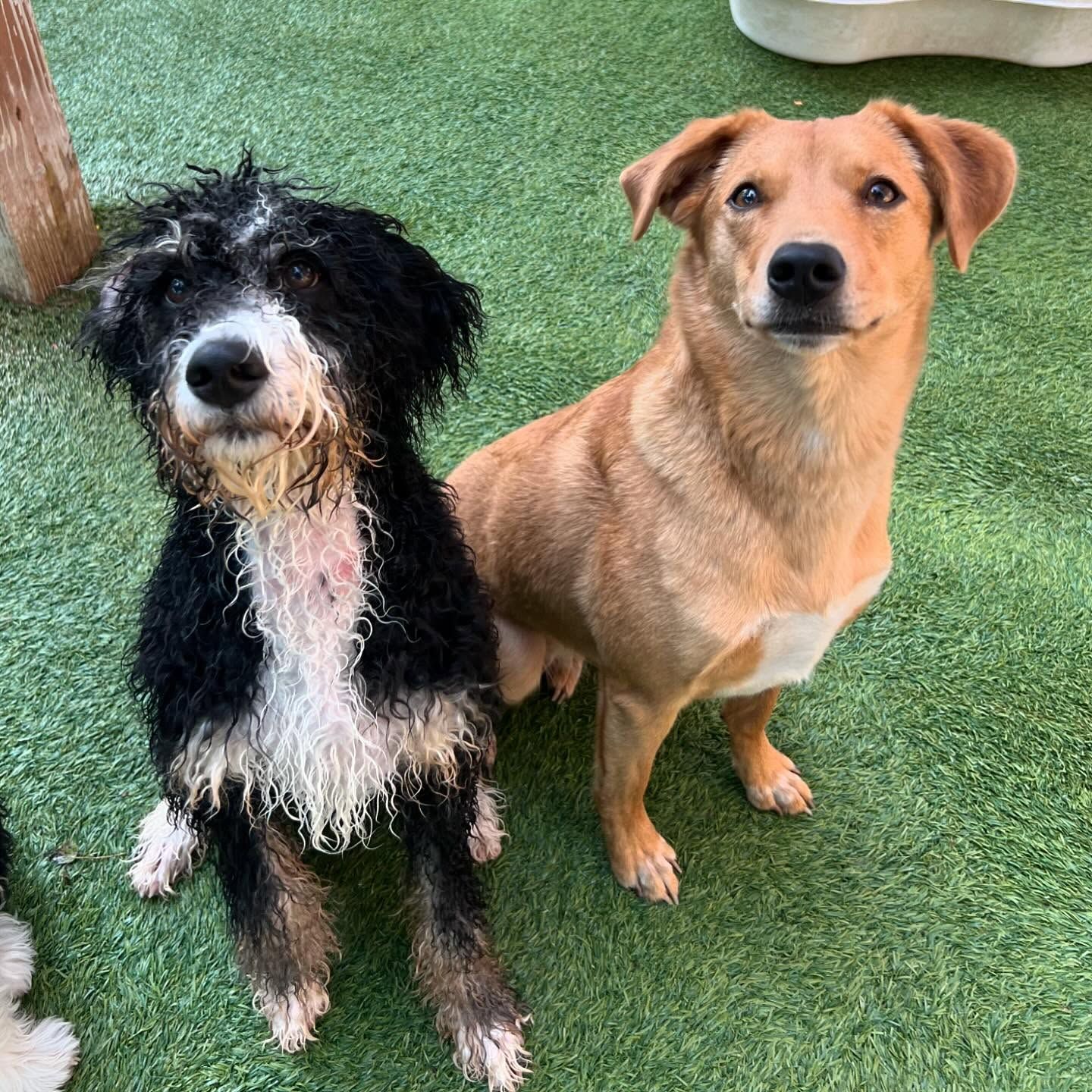 Two dogs are sitting next to each other on the grass