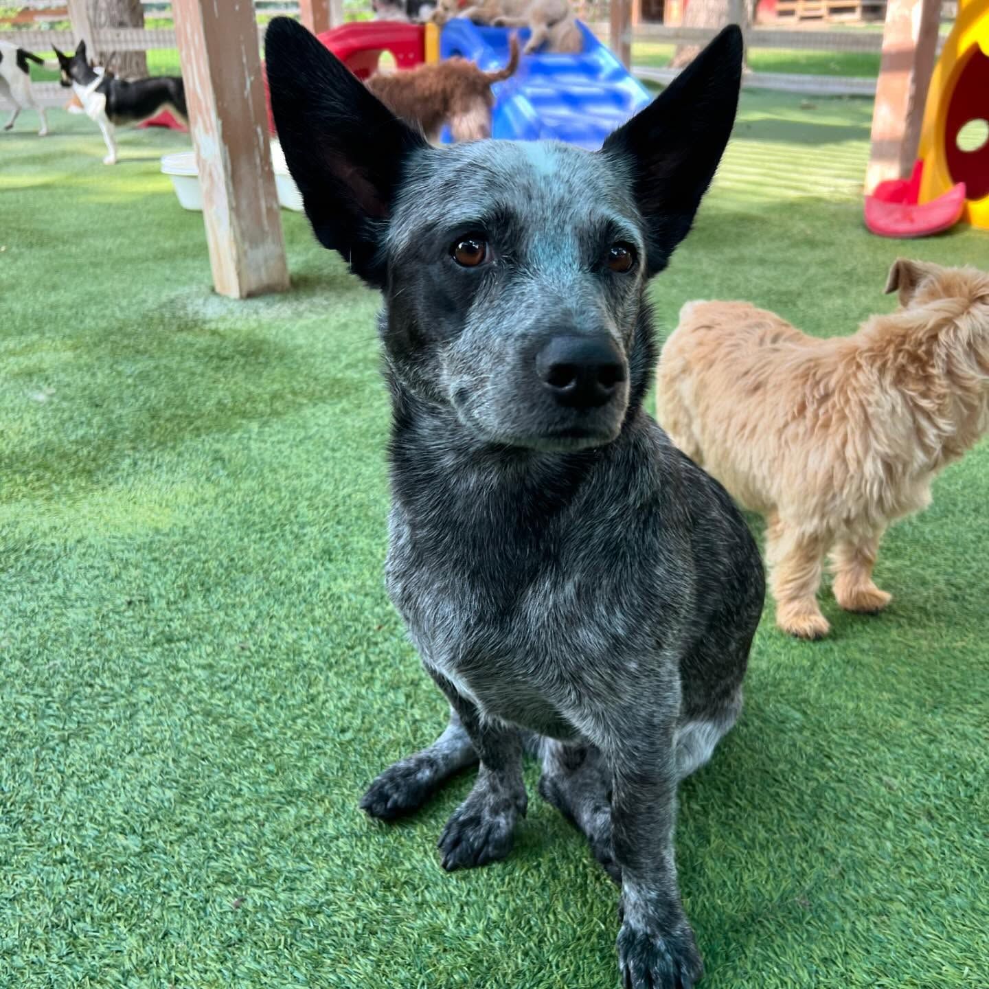 A dog is sitting on the grass looking at the camera
