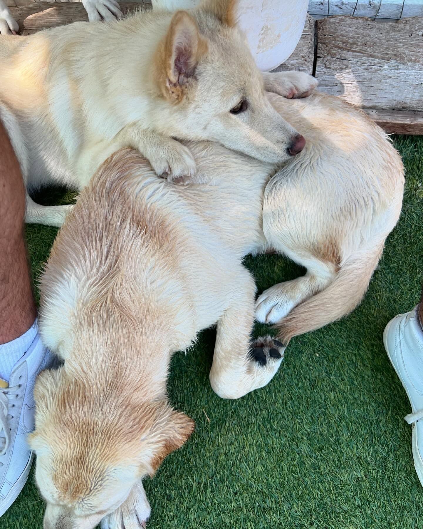 Two dogs are laying on top of each other on the grass