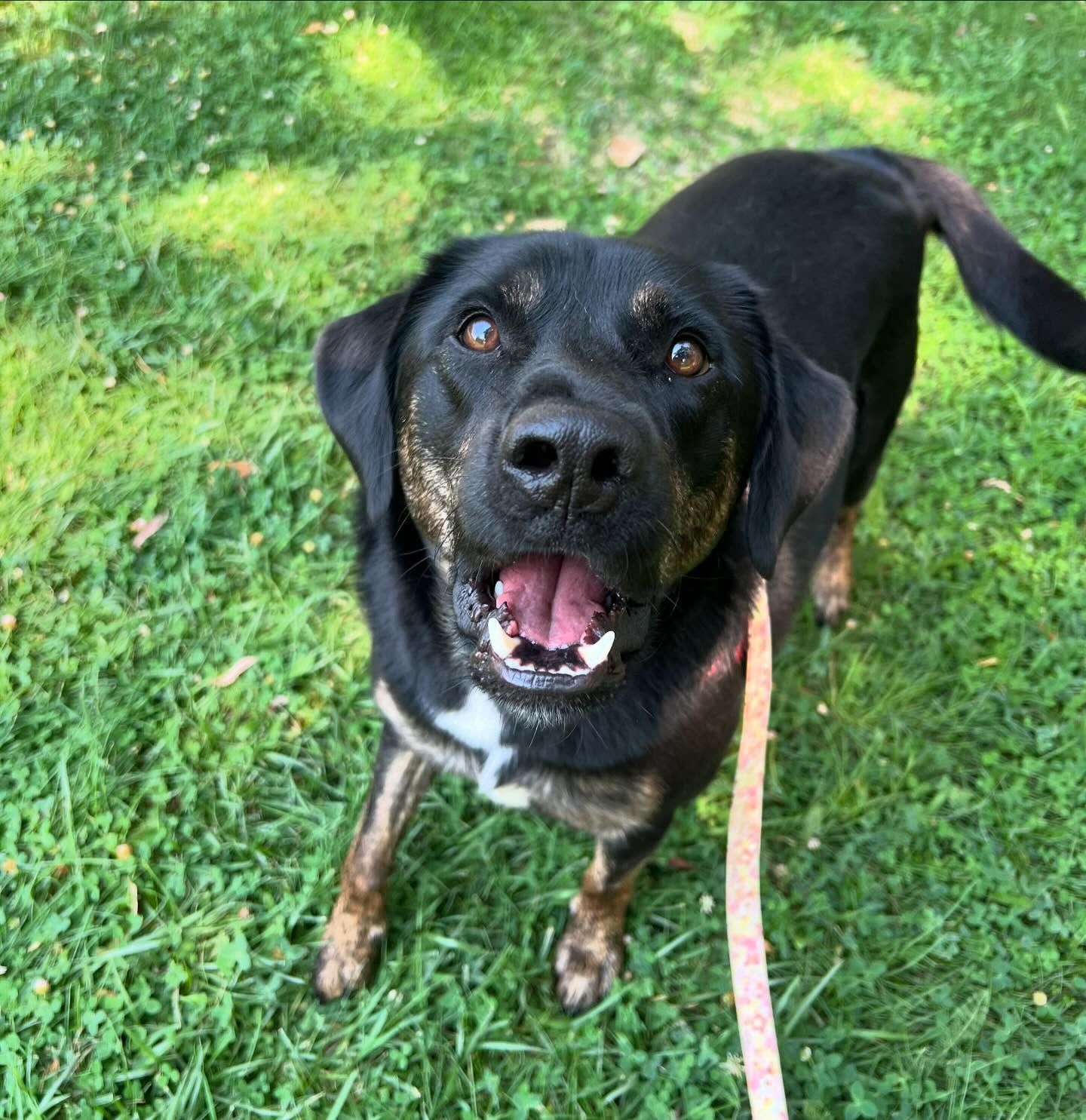 A black dog is standing on the grass and looking up at the camera