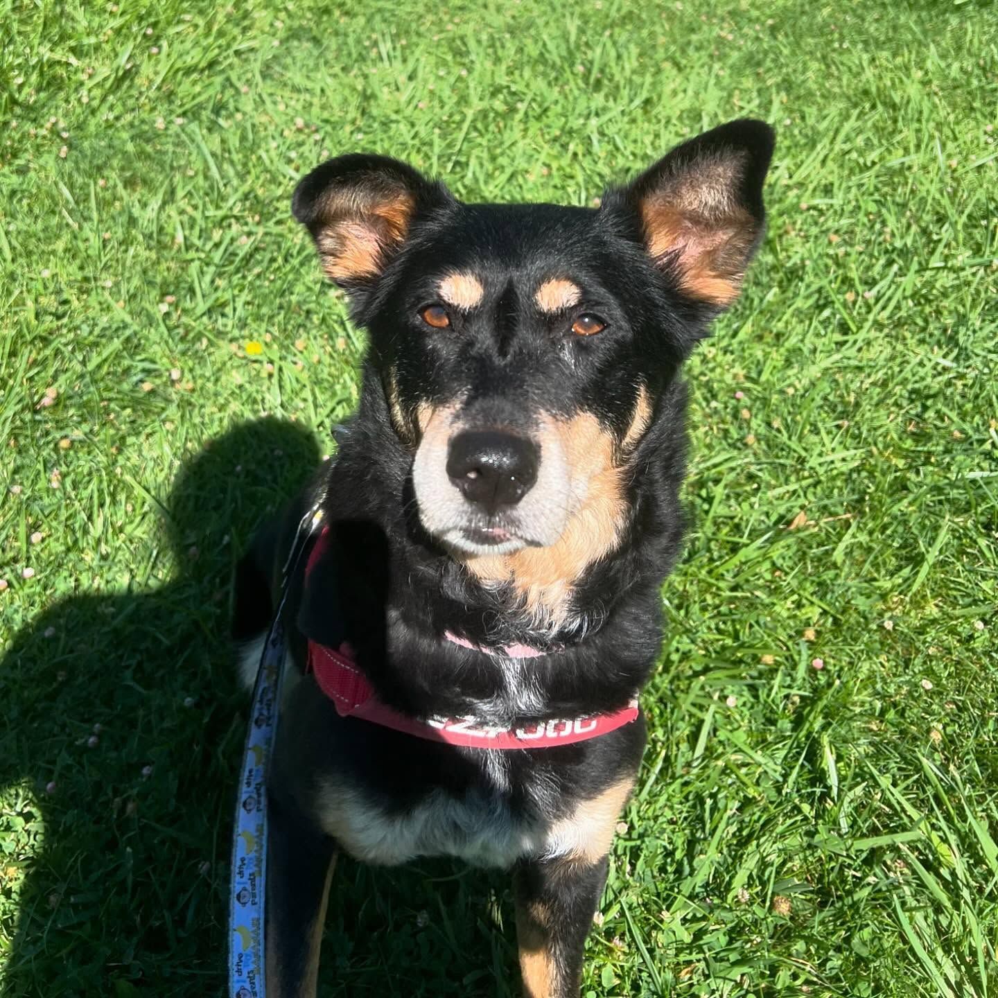 A black and brown dog is standing in the grass on a leash