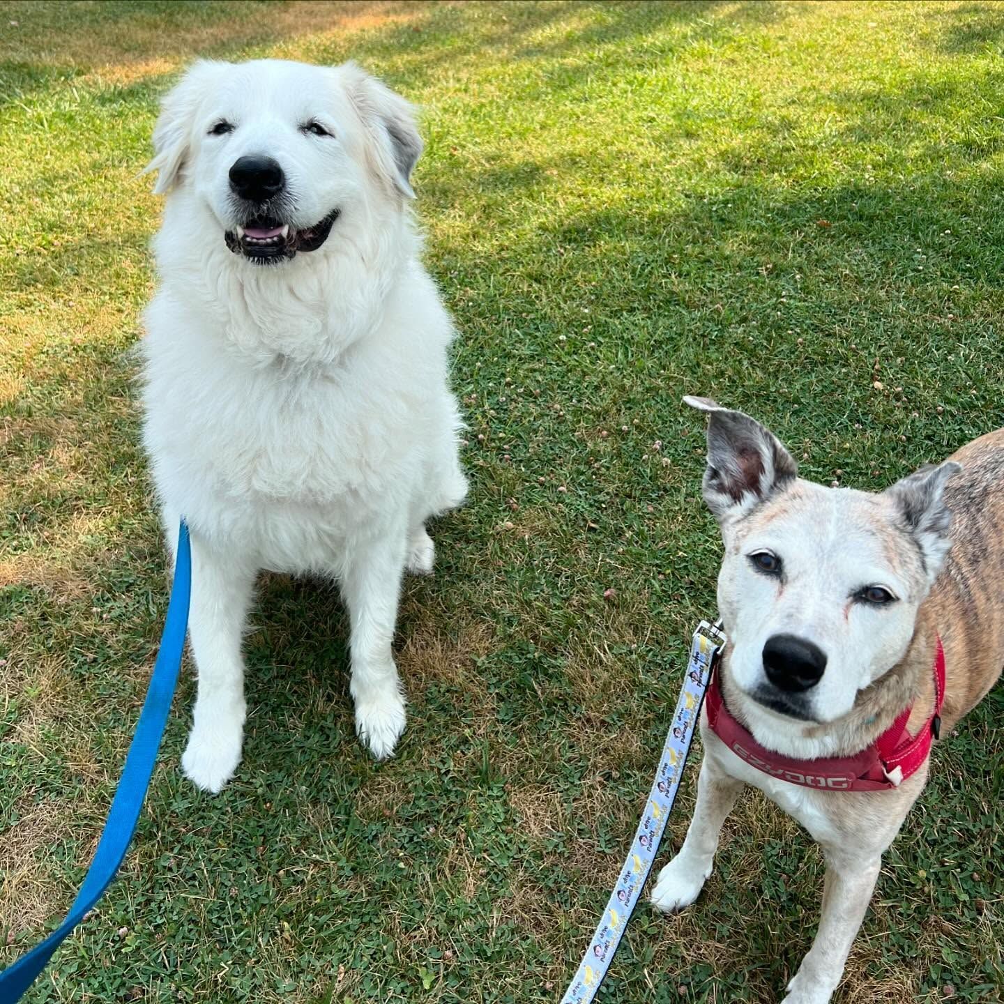 Two dogs are standing next to each other on a grassy field