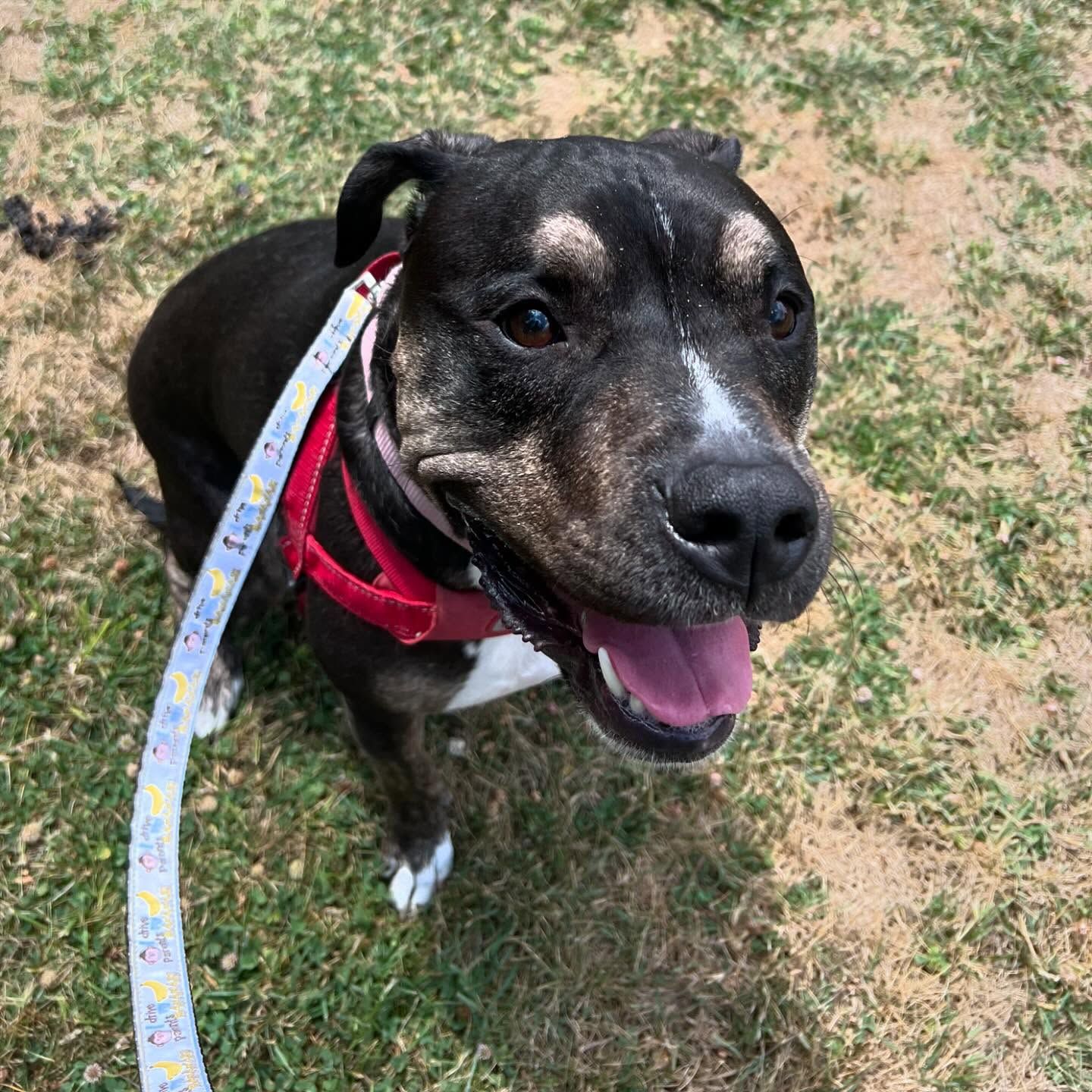 A black dog wearing a red collar and a leash