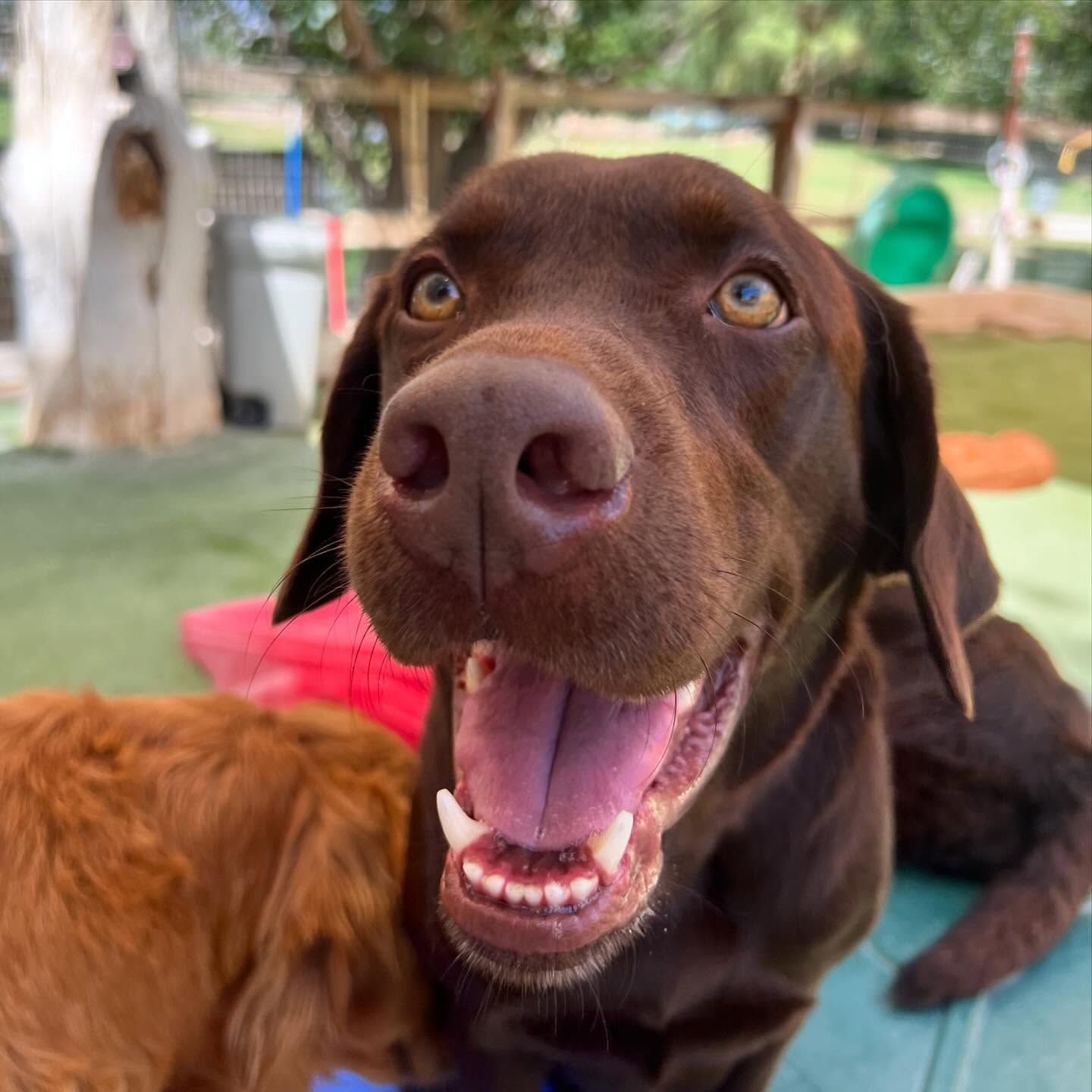 A close up of a brown dog with its mouth open