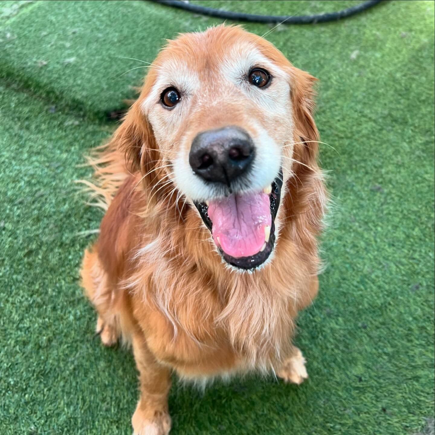 A brown dog is sitting on the grass with its tongue hanging out