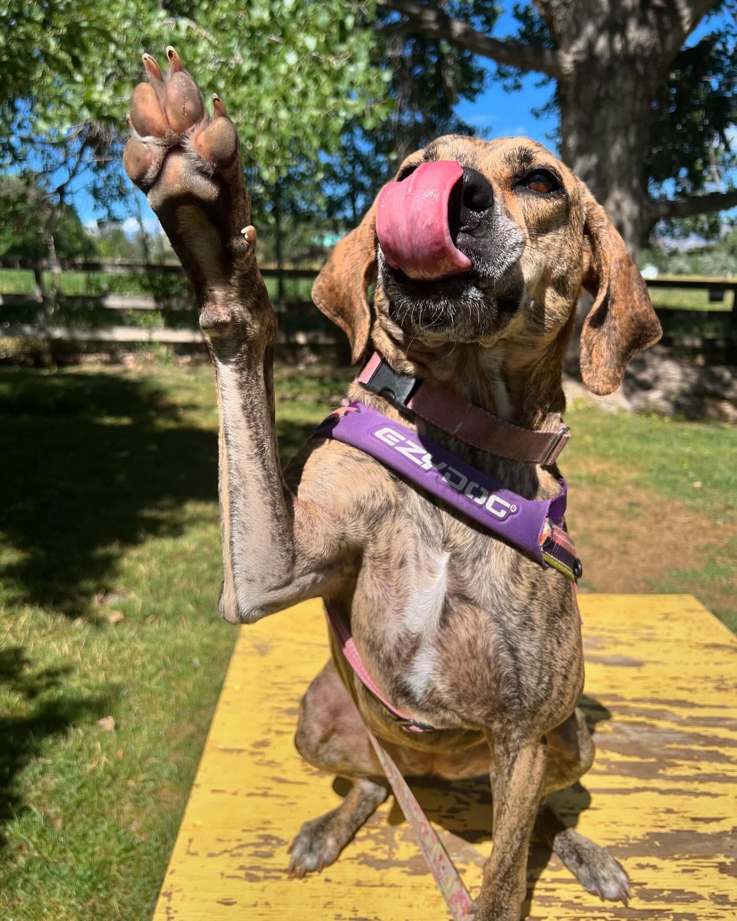 A dog is licking its nose while sitting on a yellow table