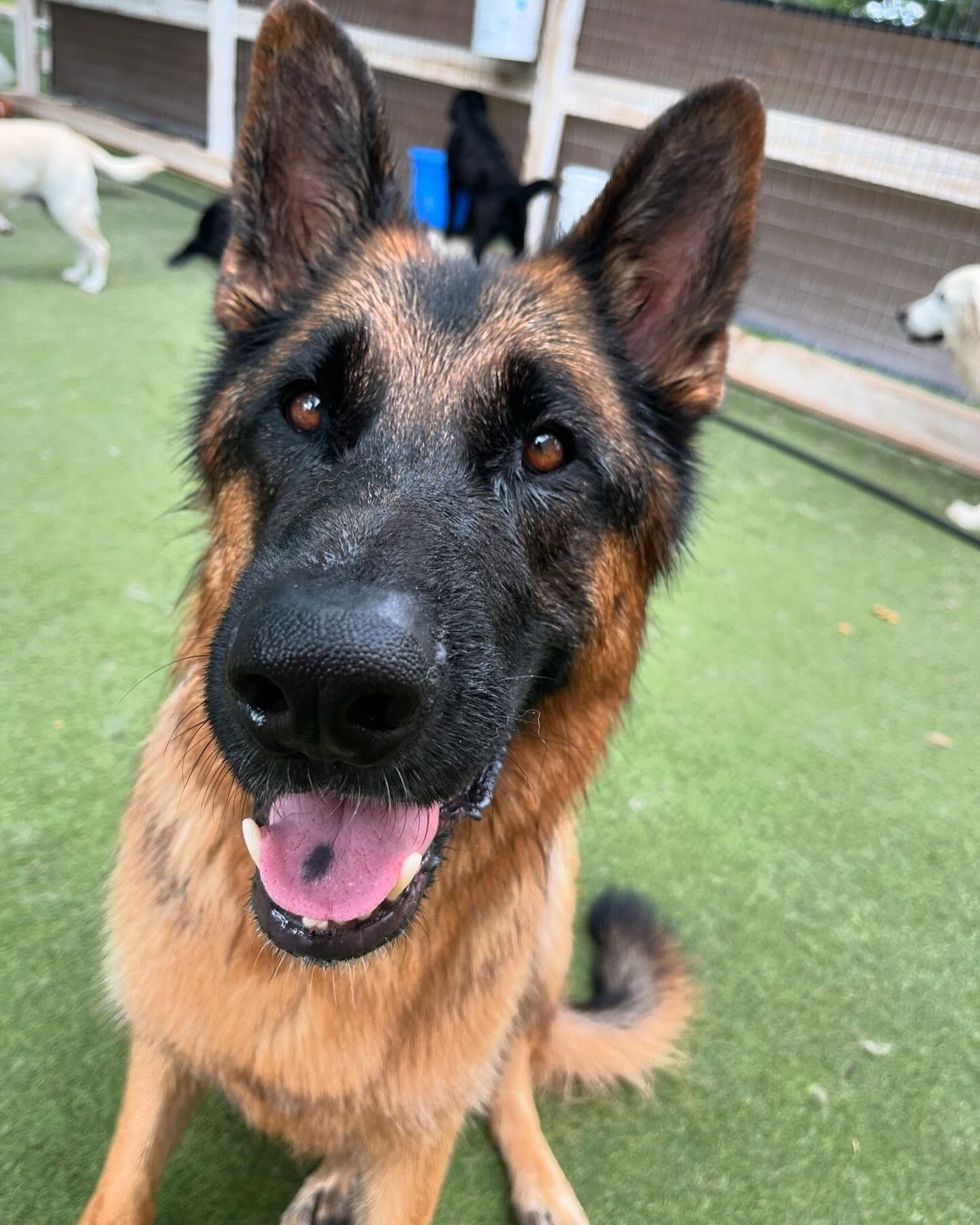 A German Shepherd dog is sitting on the grass with its tongue hanging out