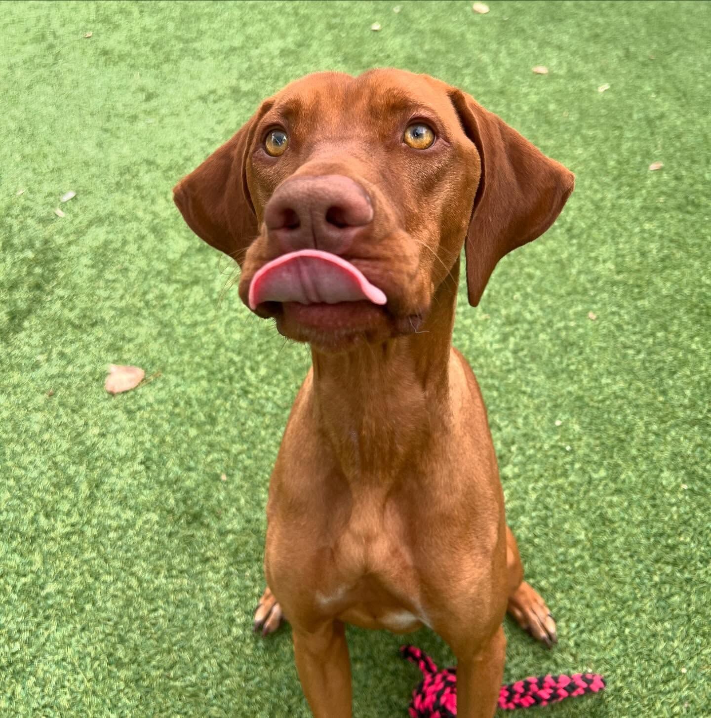 A brown dog is sitting on the grass with its tongue out