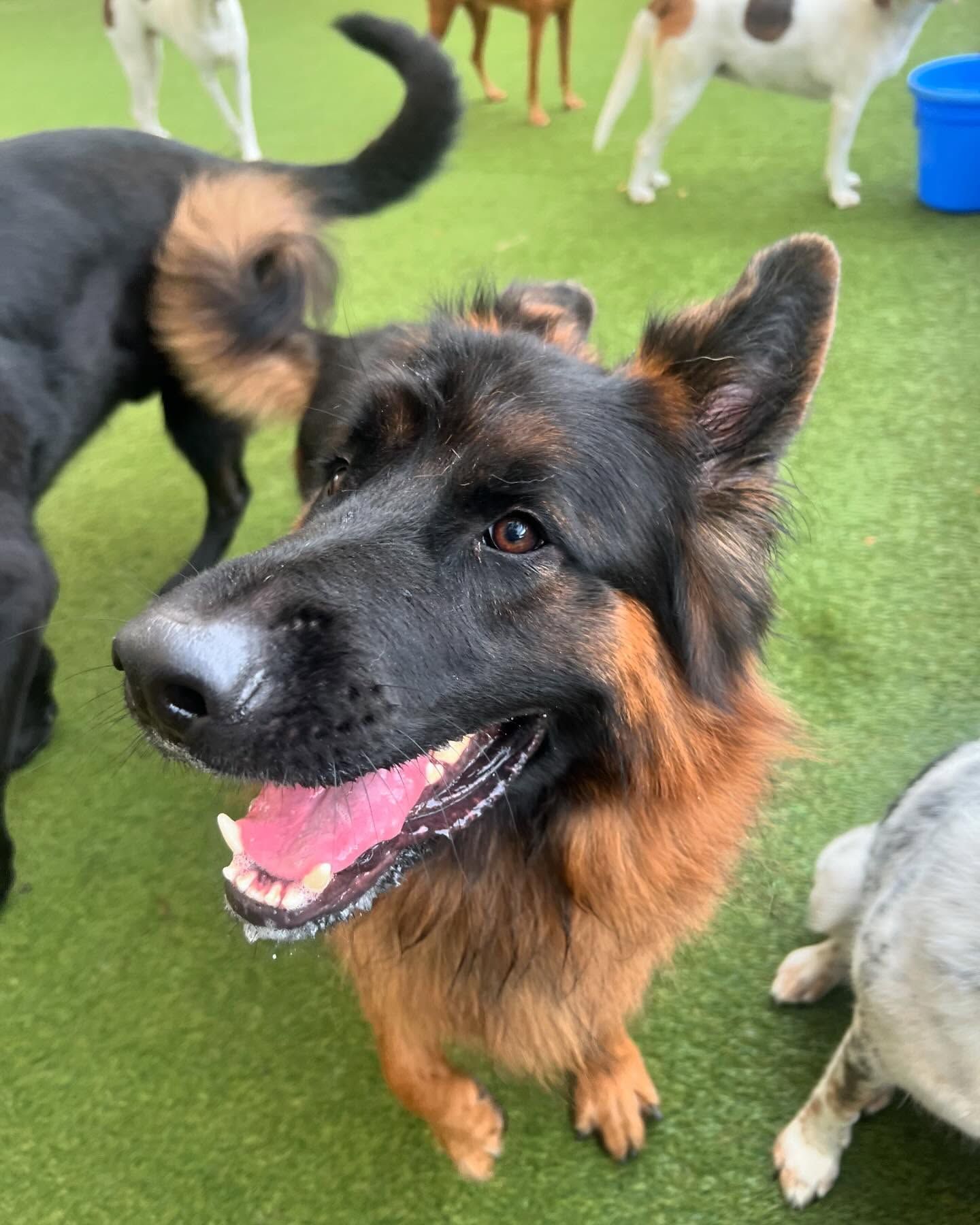 A German Shepherd dog is standing on a lush green field with other dogs