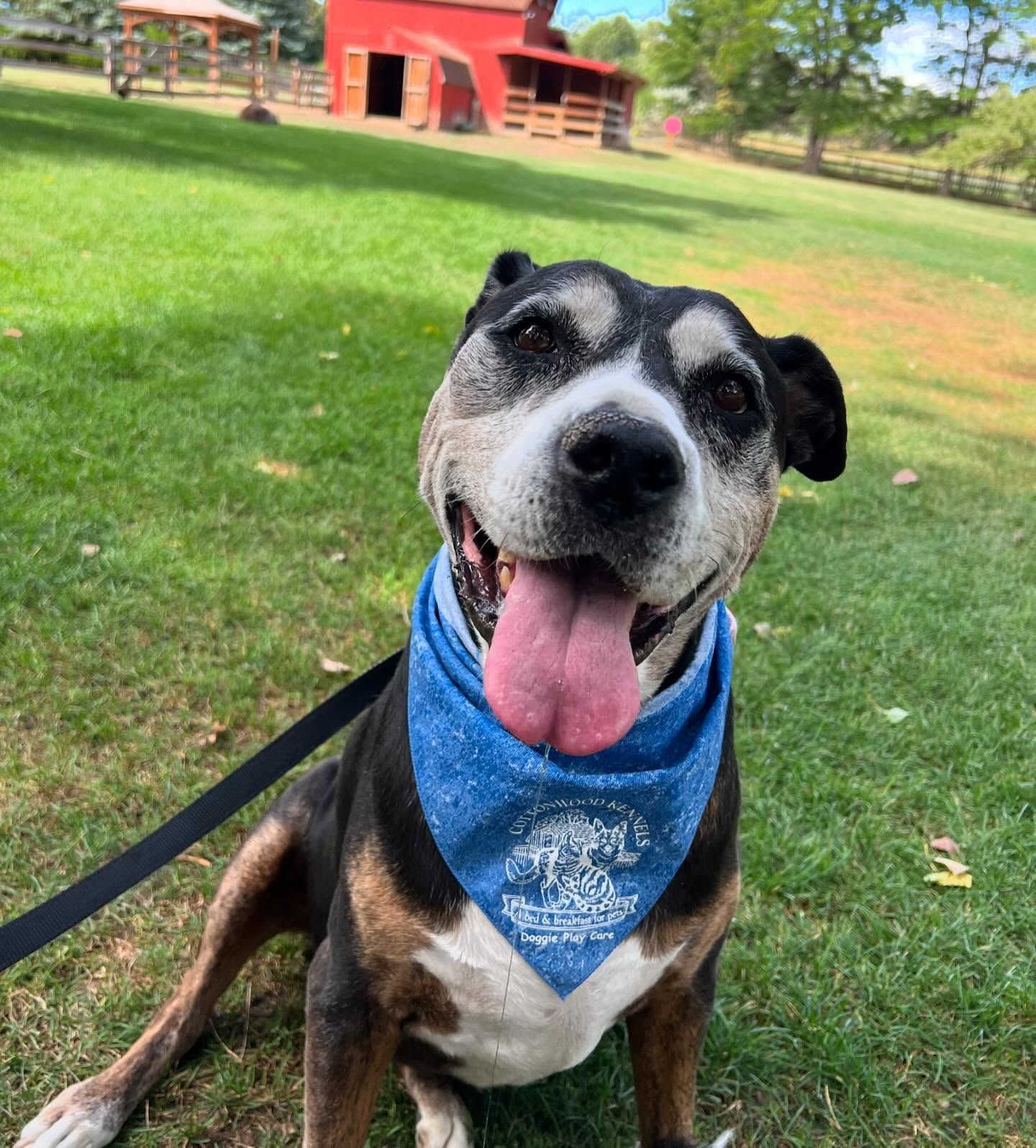 A brown and white dog wearing a blue bandana is sitting in the grass