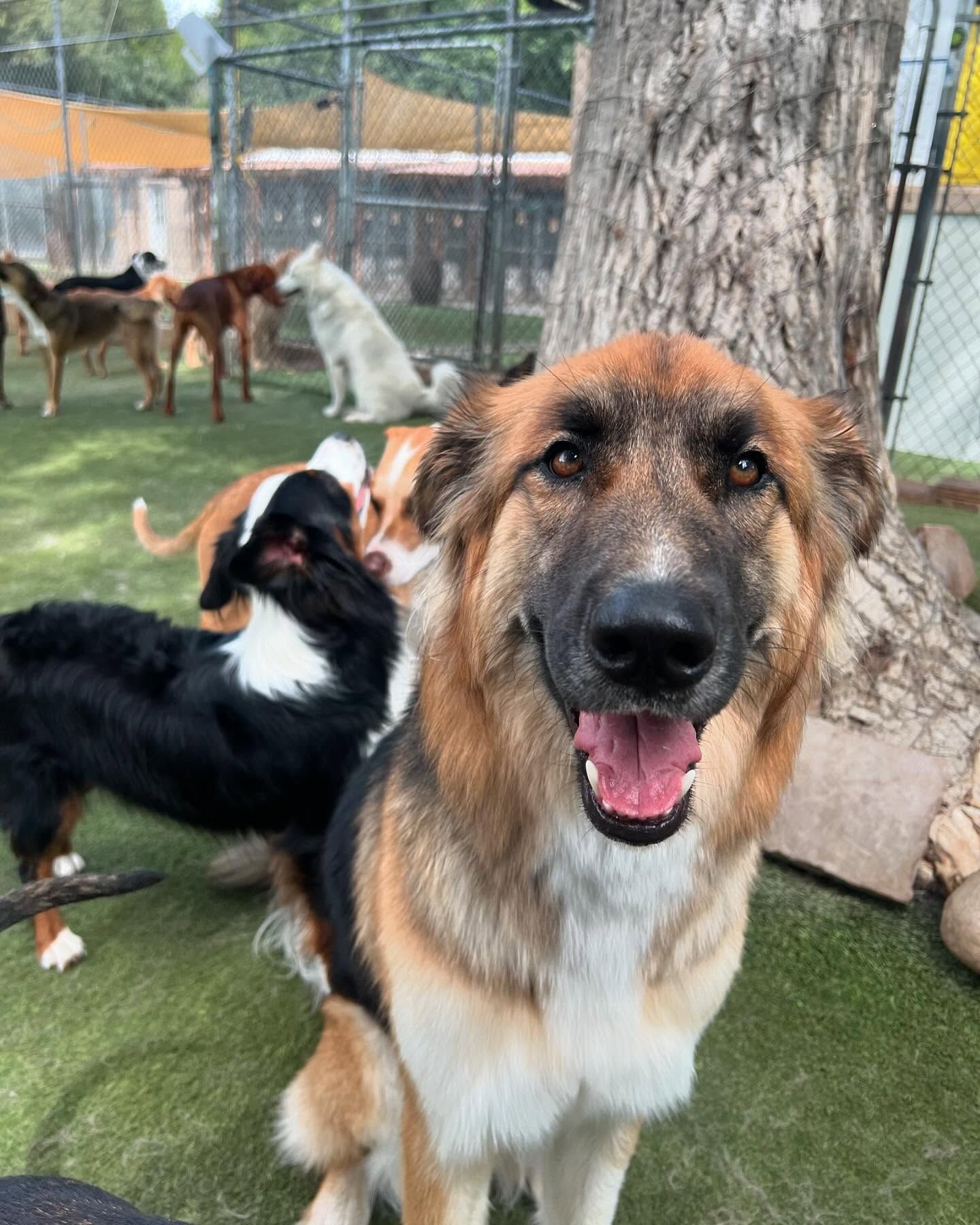 A group of dogs are standing next to each other in a fenced in area