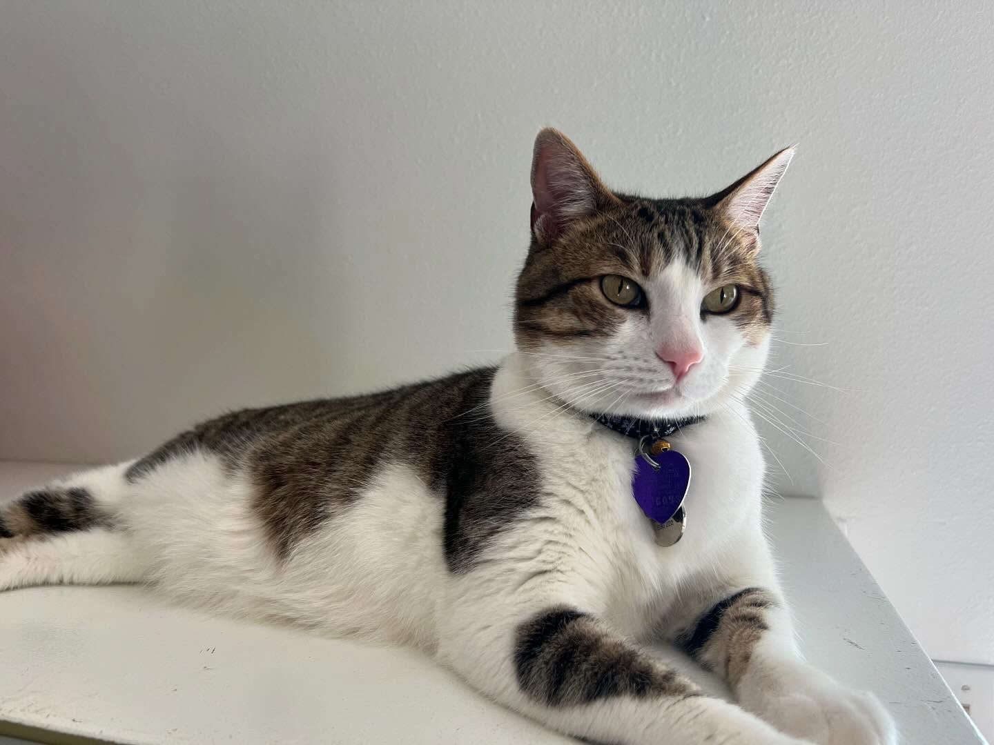 A brown and white cat with a purple collar