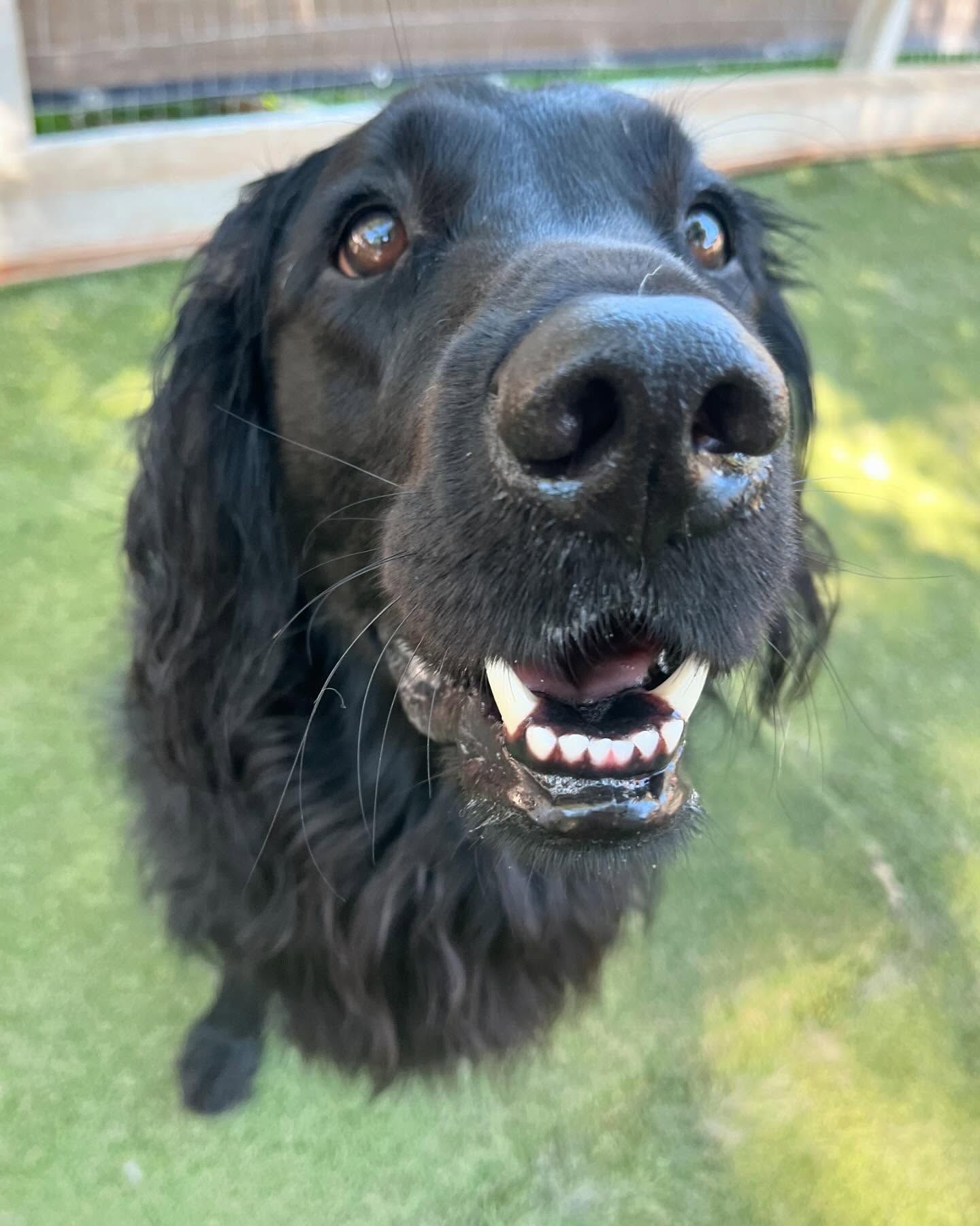 A close up of a black dog with its mouth open