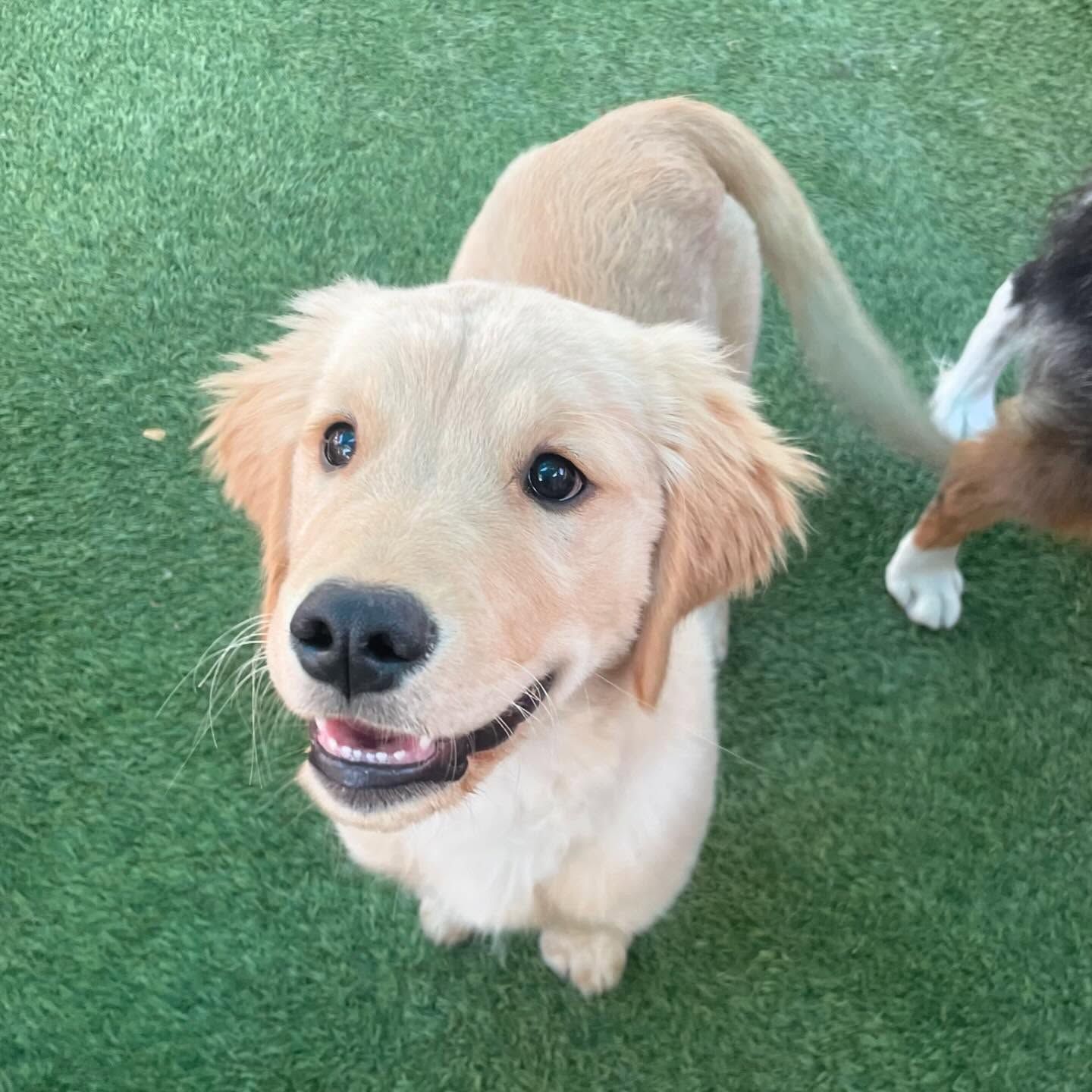 A puppy is standing on a lush green field
