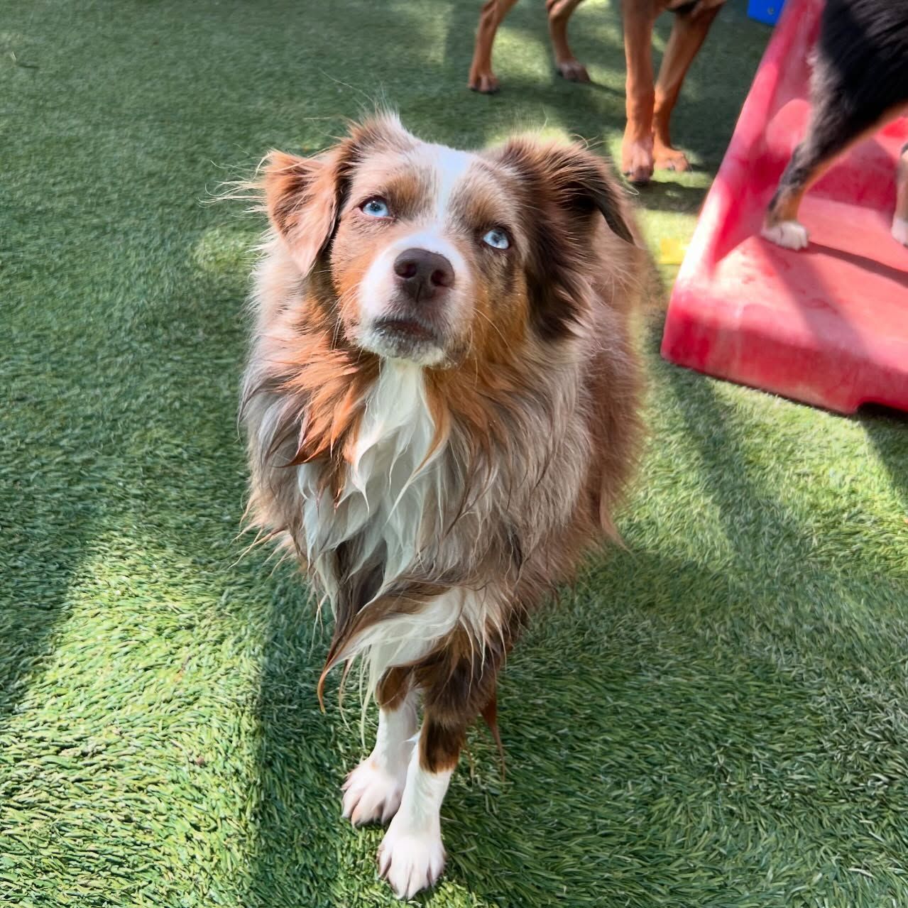 A brown and white dog with blue eyes standing on the grass