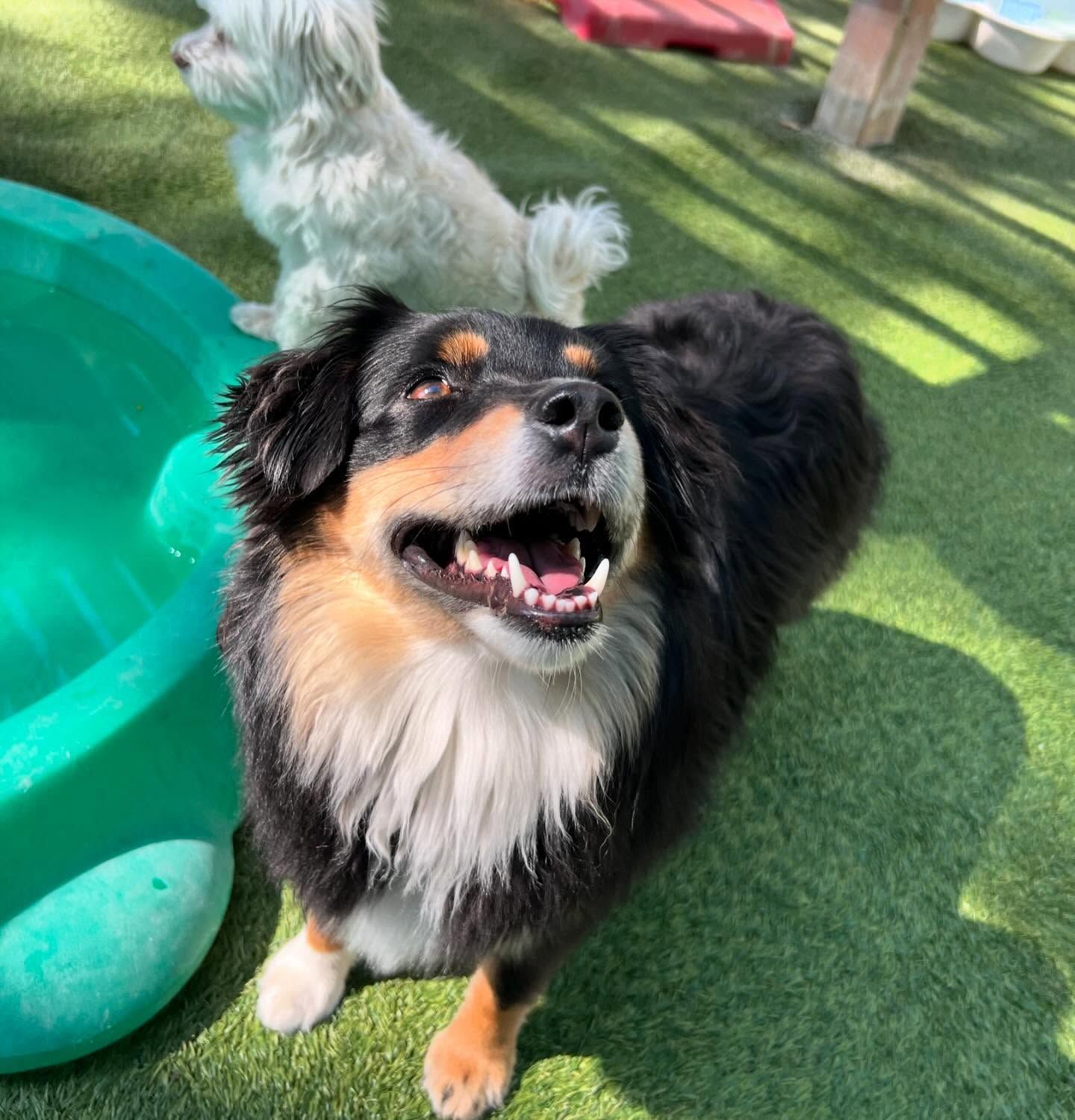 A black and white dog is standing next to a green bathing tub