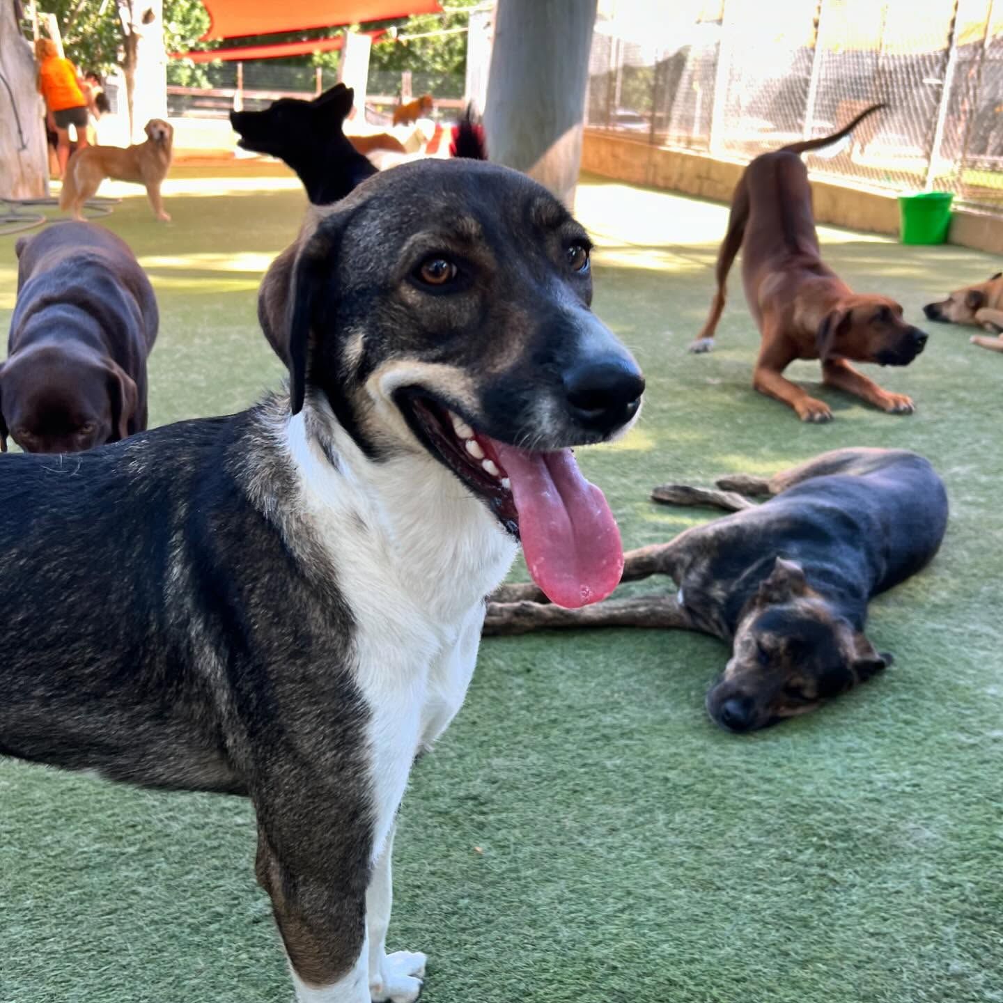 A black and white dog with its tongue hanging out