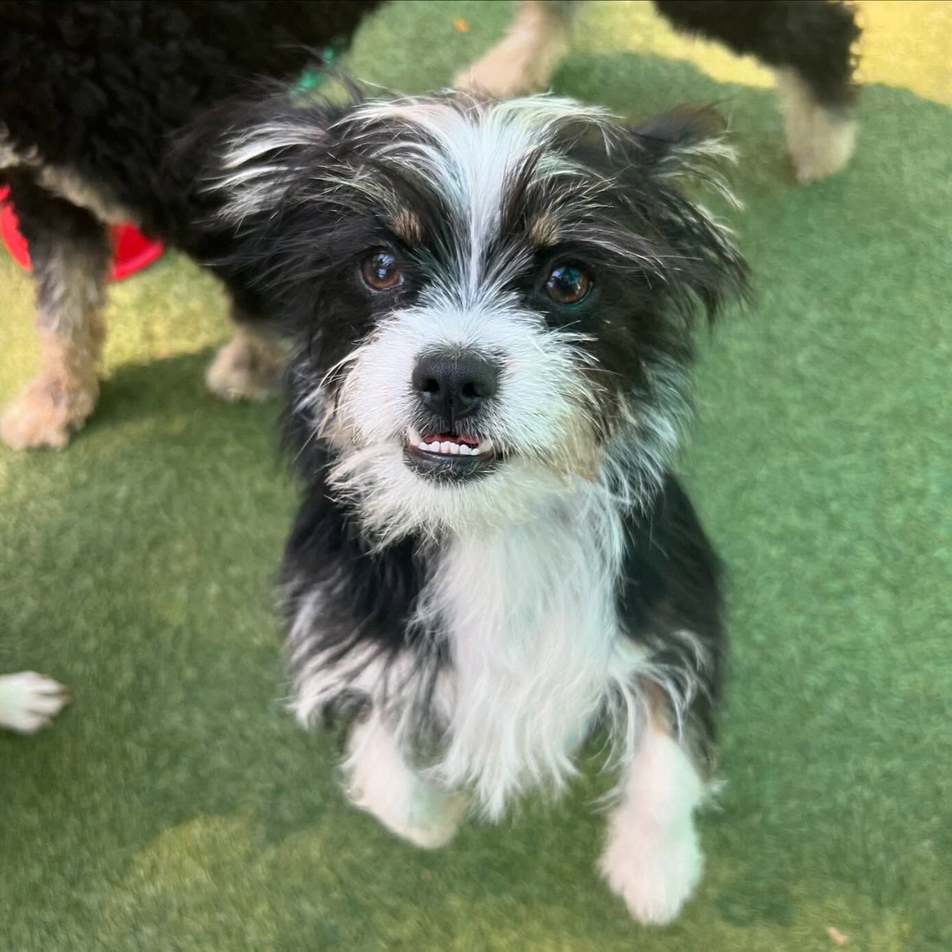 A small black and white dog is looking up at the camera