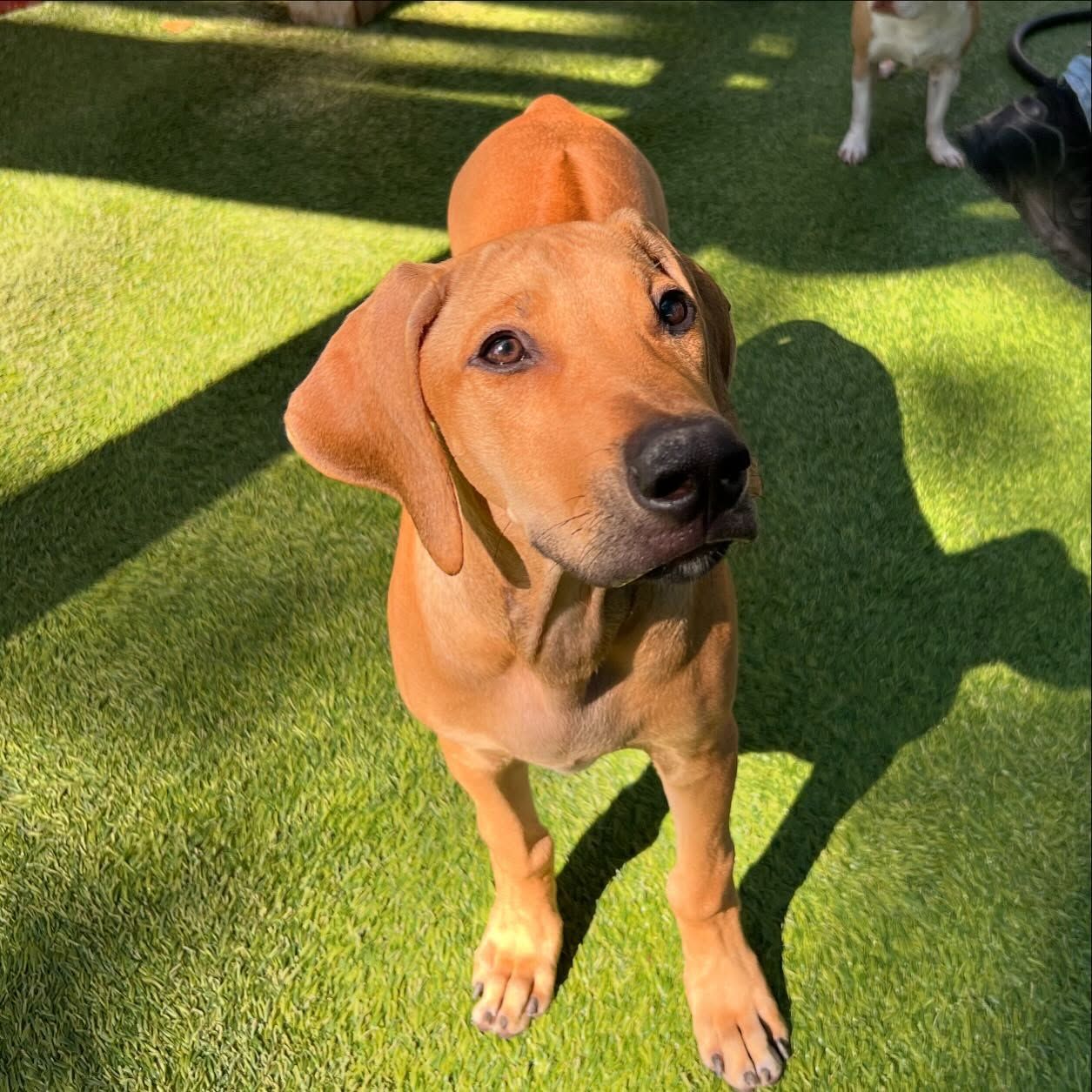 A brown dog is standing on top of a lush green field