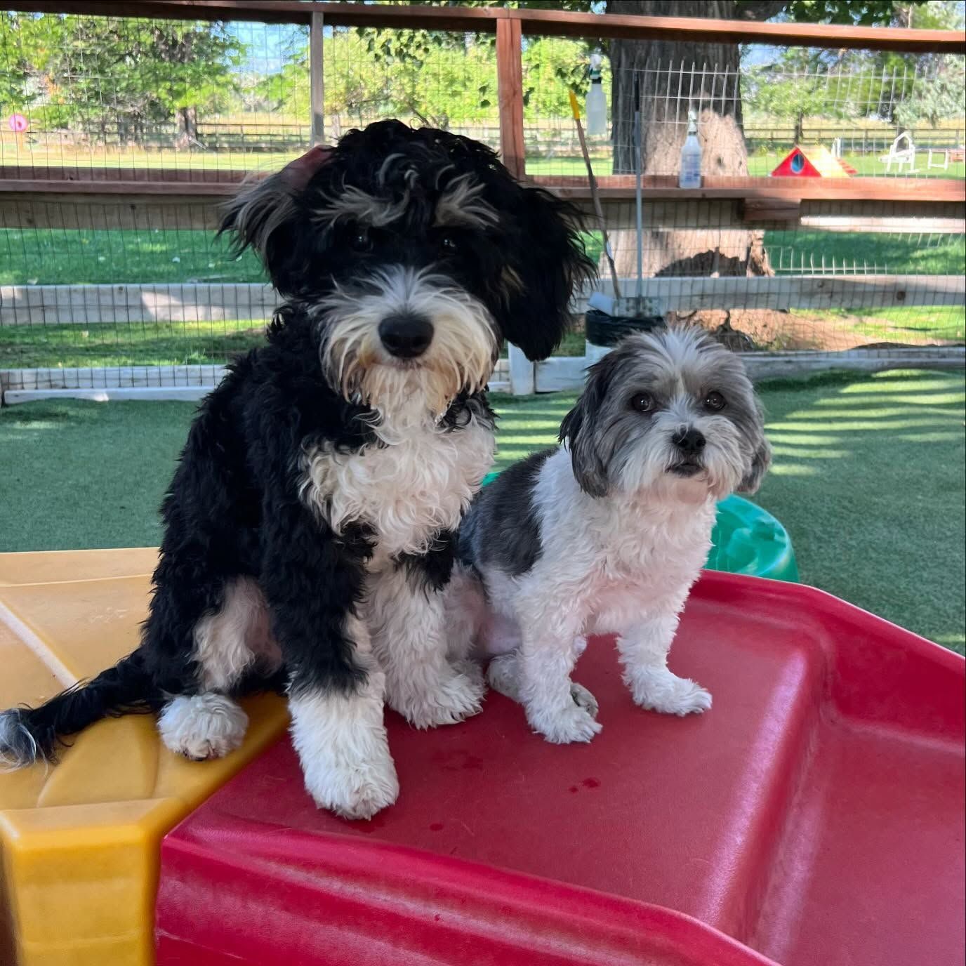 A black and white dog is sitting next to a smaller dog on a slide