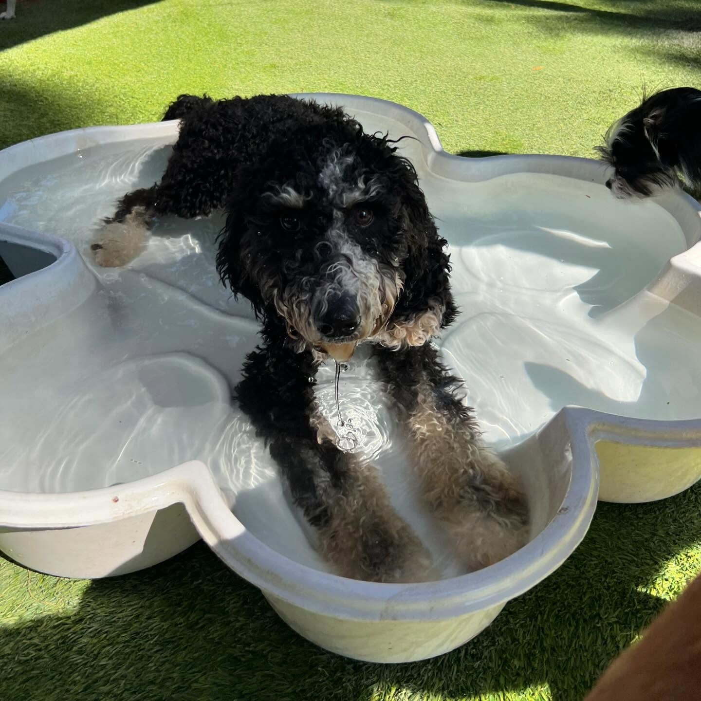 A dog is bathing in a tub of water