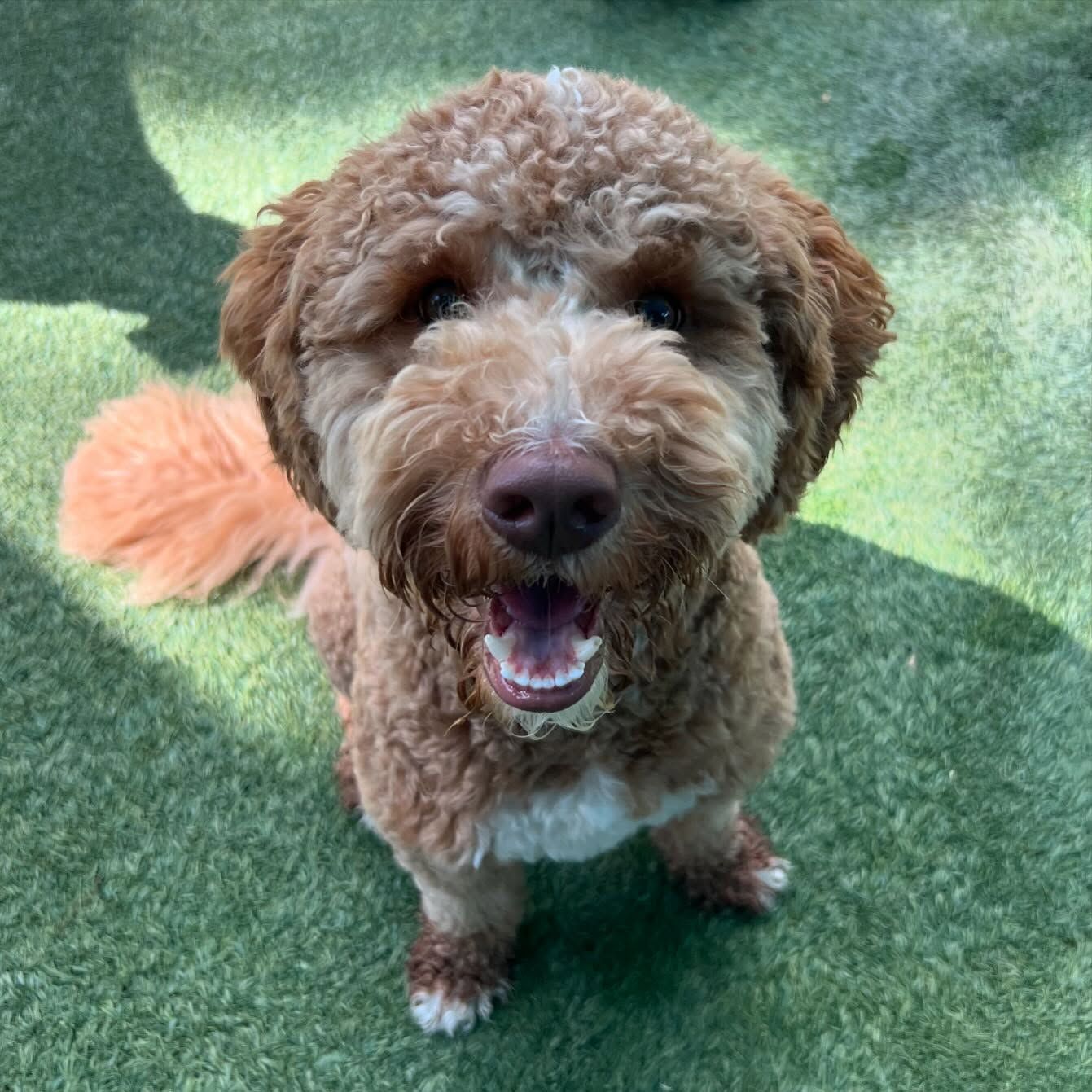 A brown and white dog is looking up at the camera