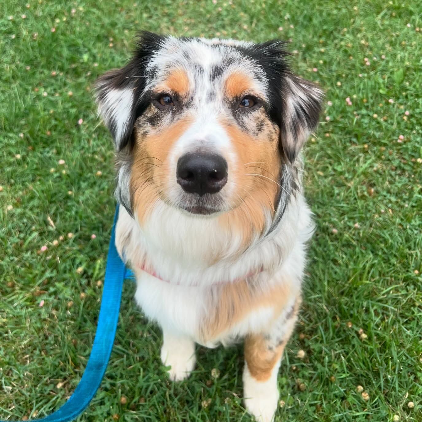 A brown and white dog is sitting on the grass on a leash