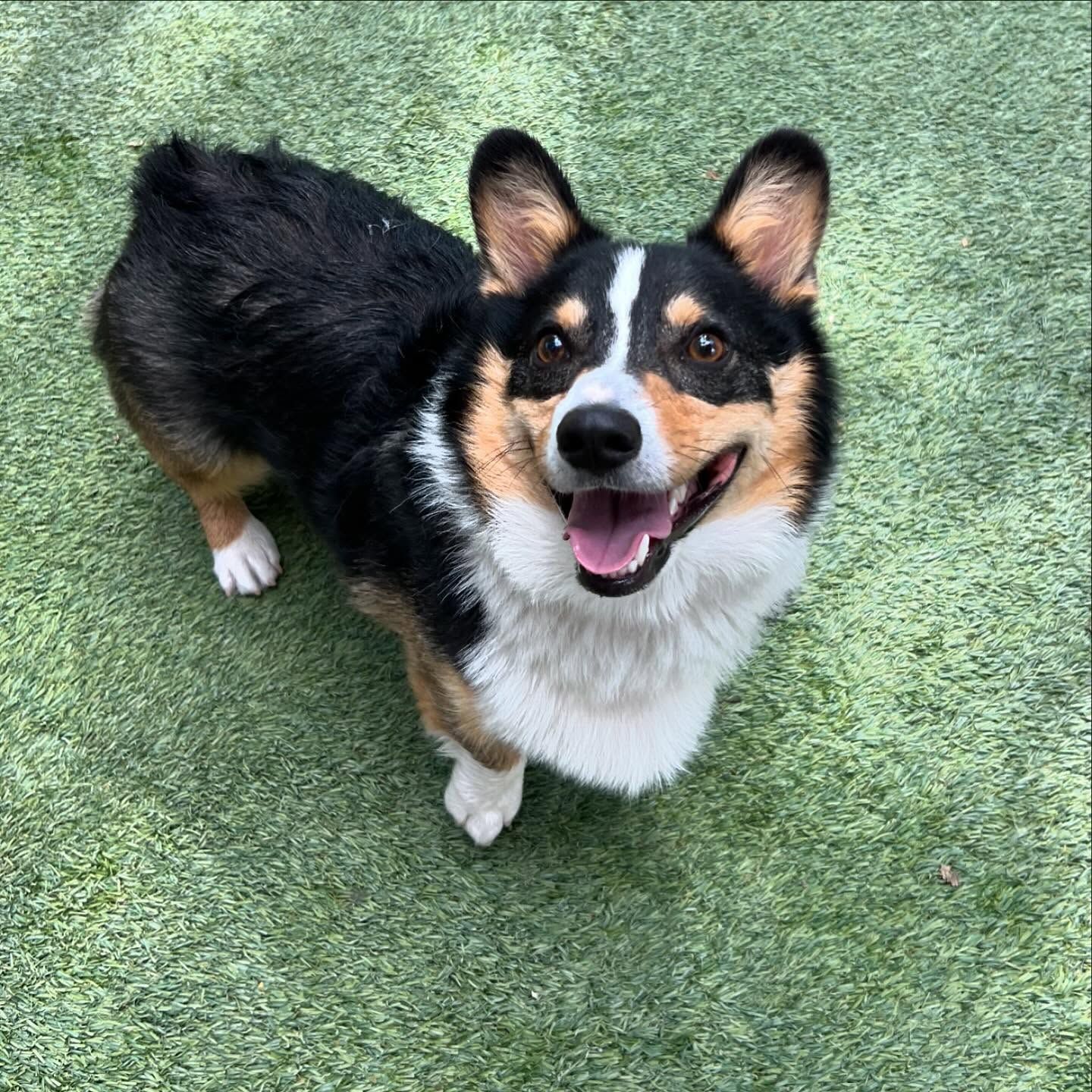 A black and white dog is standing on a lush green field