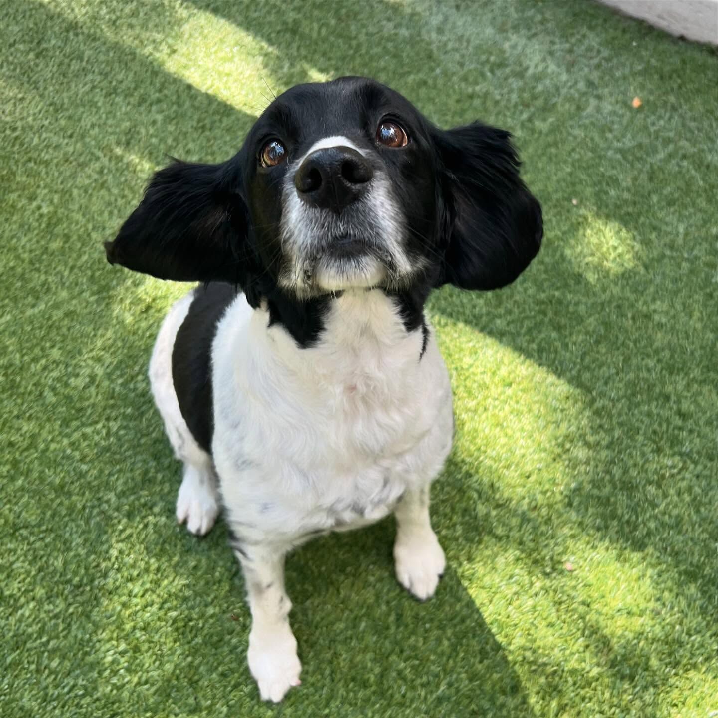 A black and white dog is sitting on the grass