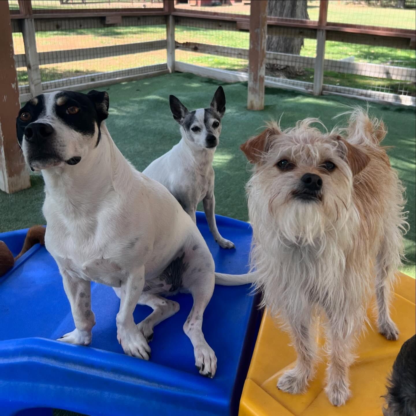 Dogs are sitting next to each other on a slide
