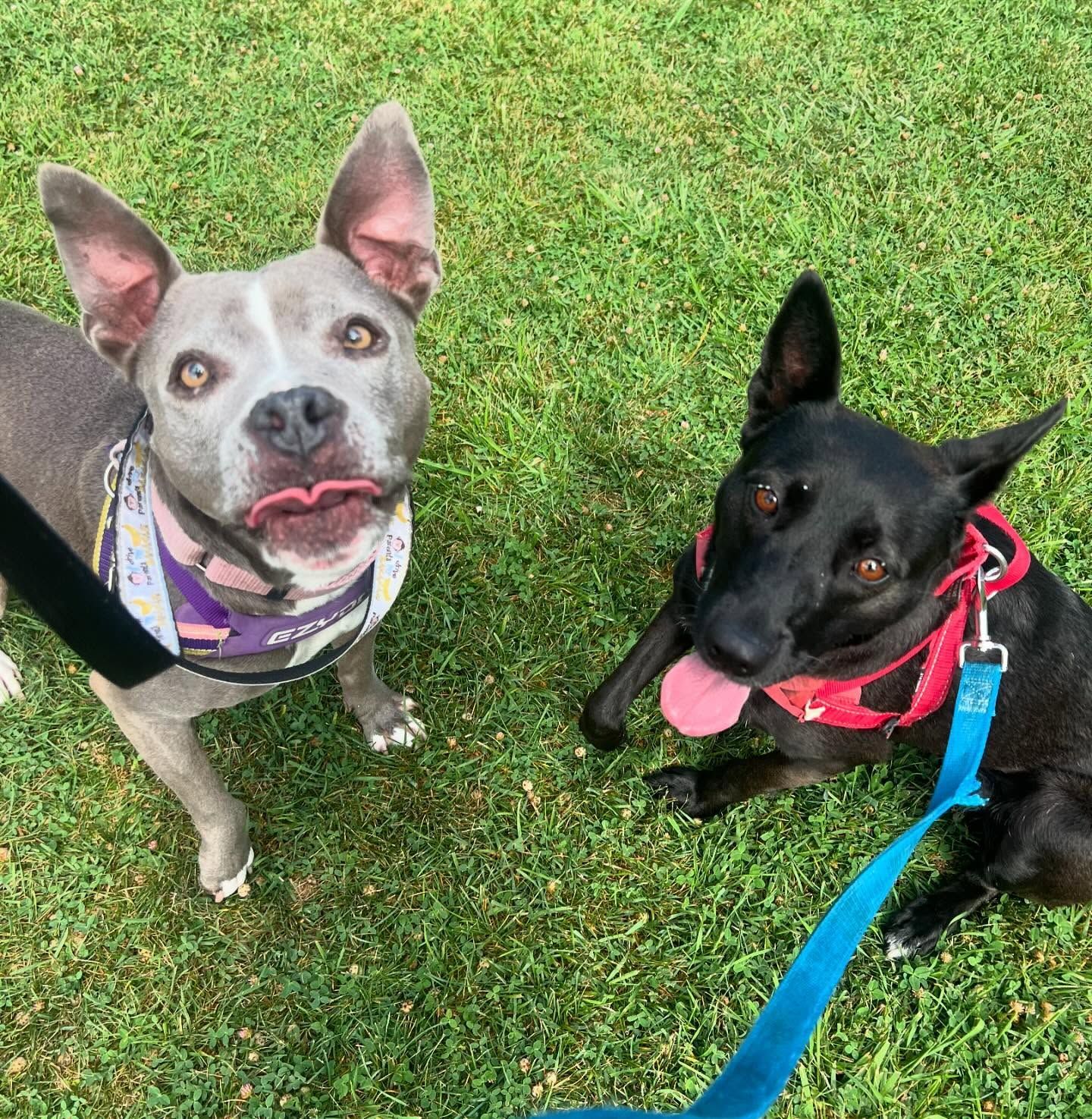 Two dogs are standing next to each other on a lush green field