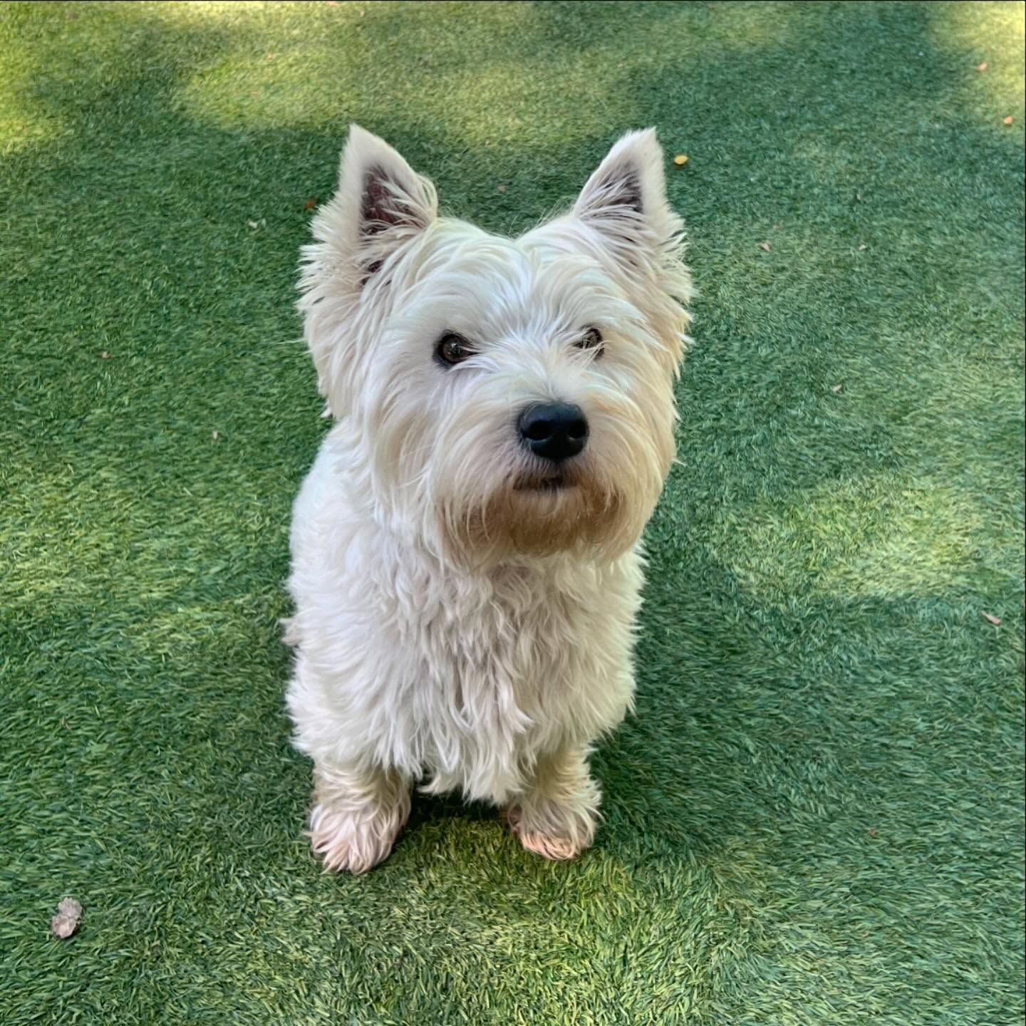 A small white dog is sitting on top of a lush green field