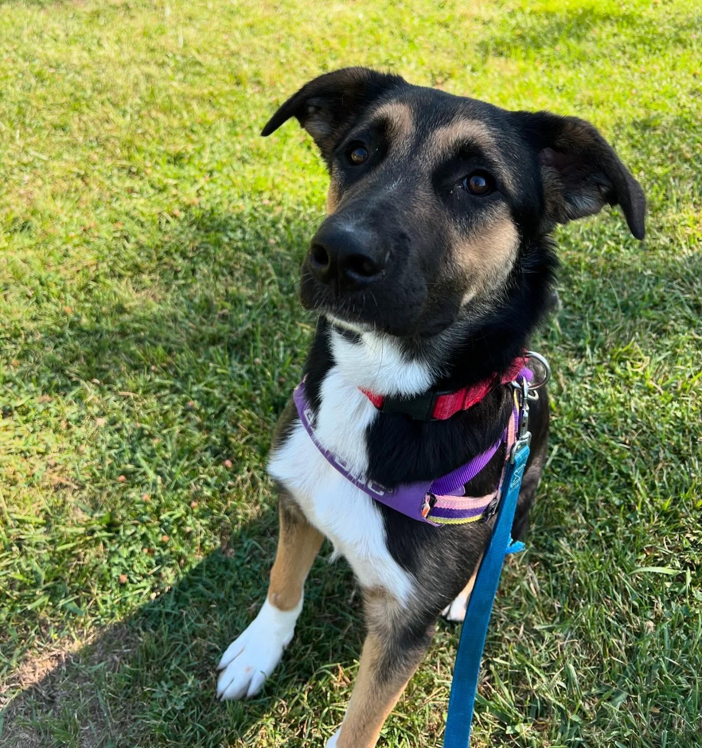 A black and brown dog is standing on the grass on a leash