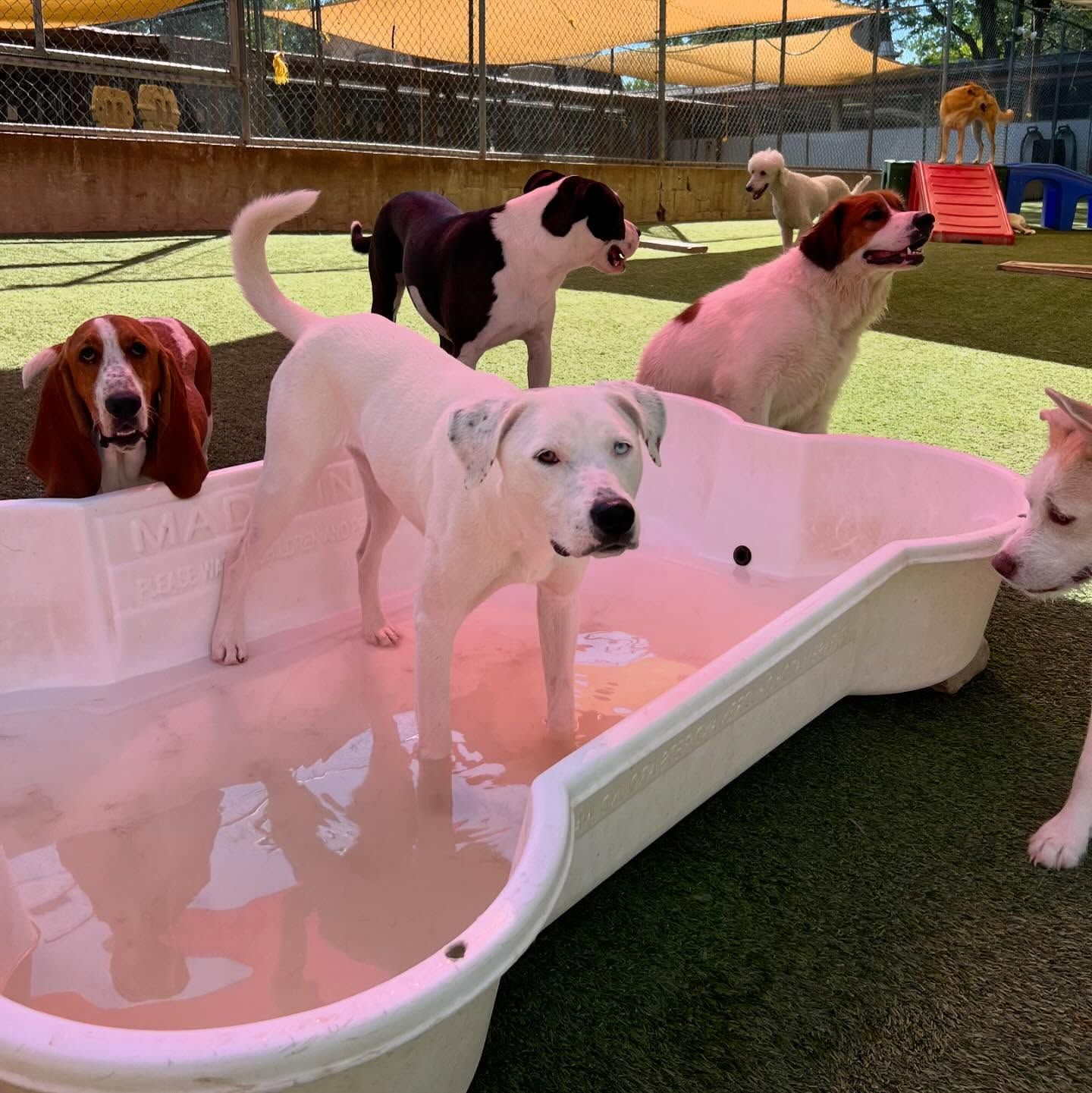 A group of dogs are standing in a pool of water