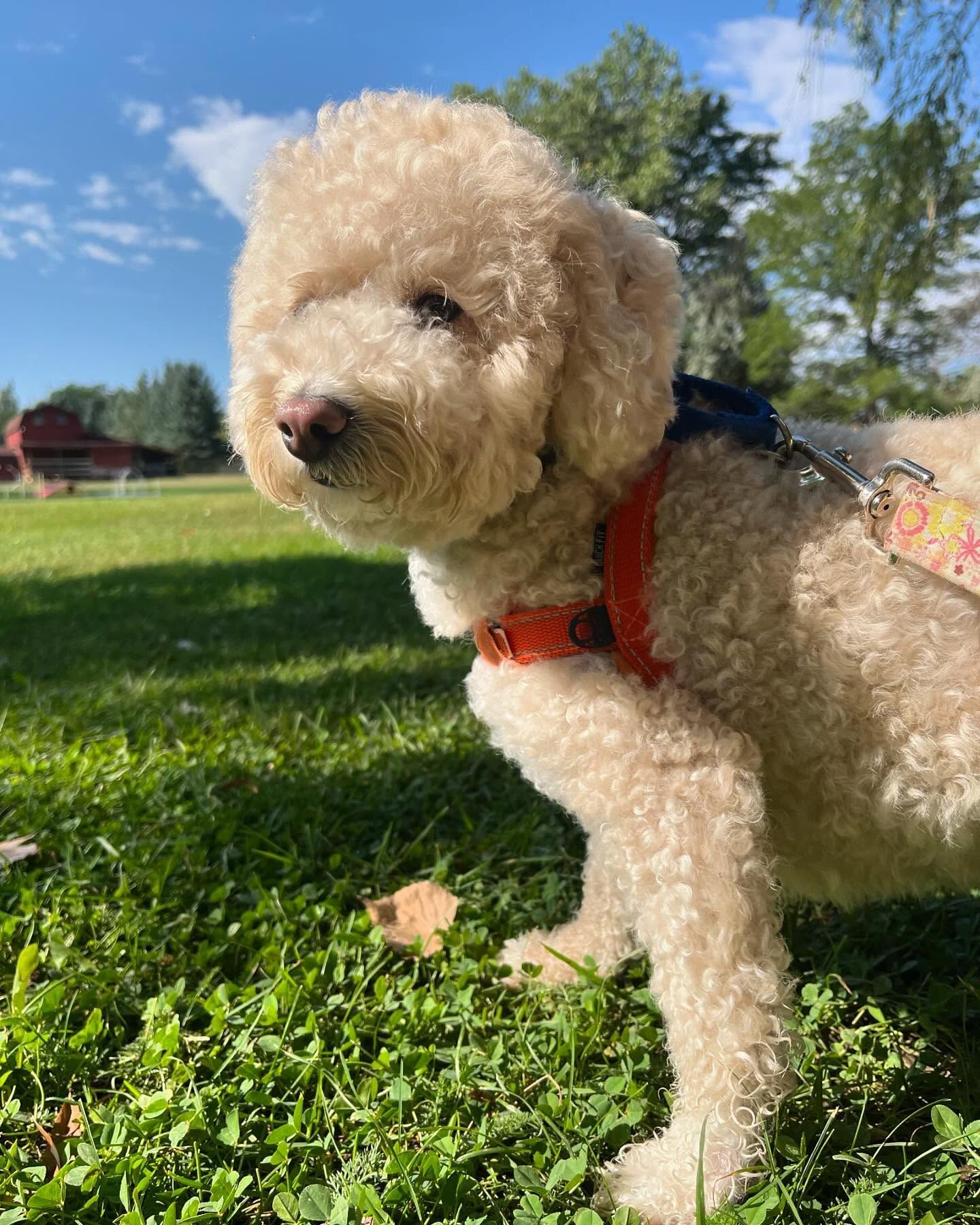 A small Poodle is standing in the grass on a leash