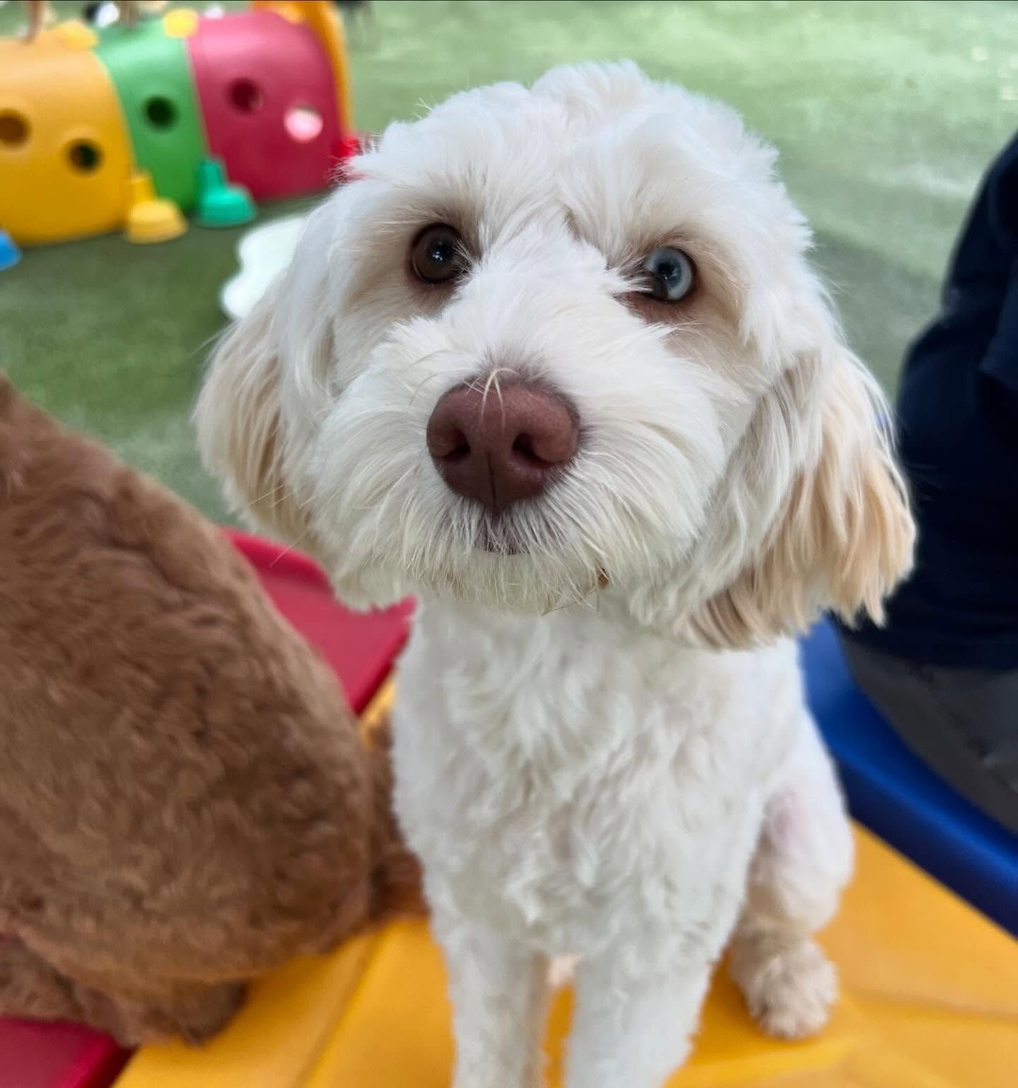 A small white dog with a brown nose is sitting on a yellow ramp