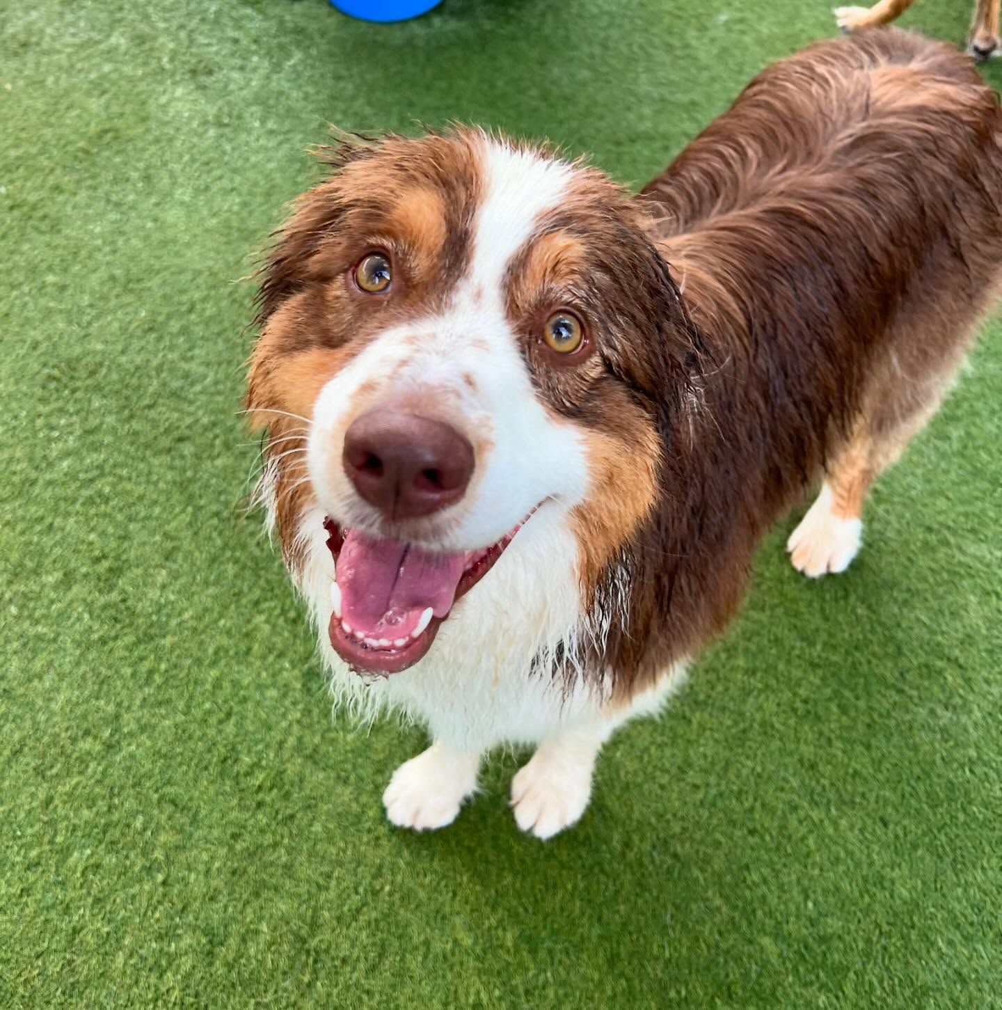 A brown and white dog is standing on a lush green field and smiling at the camera