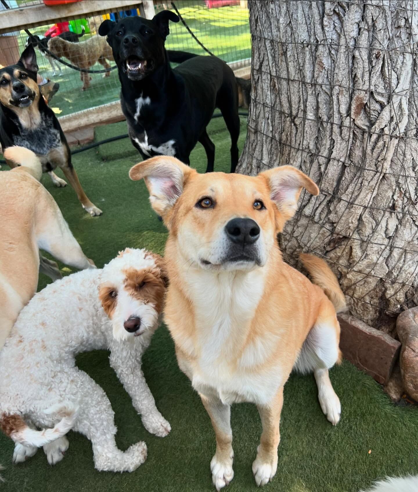 A group of dogs are standing around a tree looking at the camera