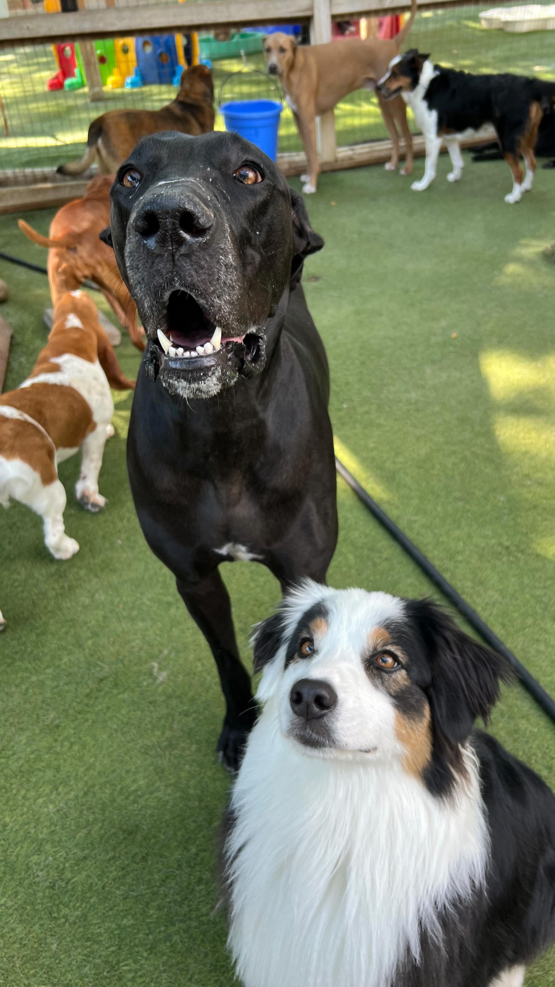 A group of dogs are standing on top of a lush green field