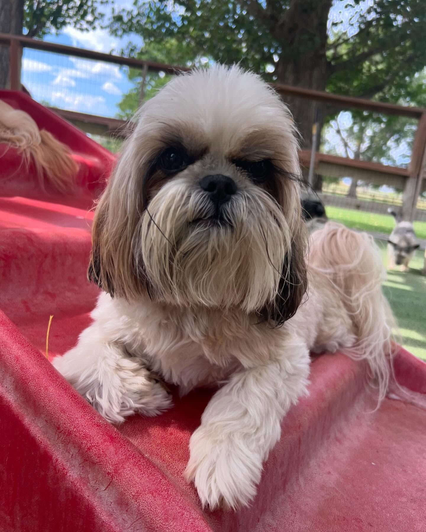 A small dog is laying on top of a red ramp
