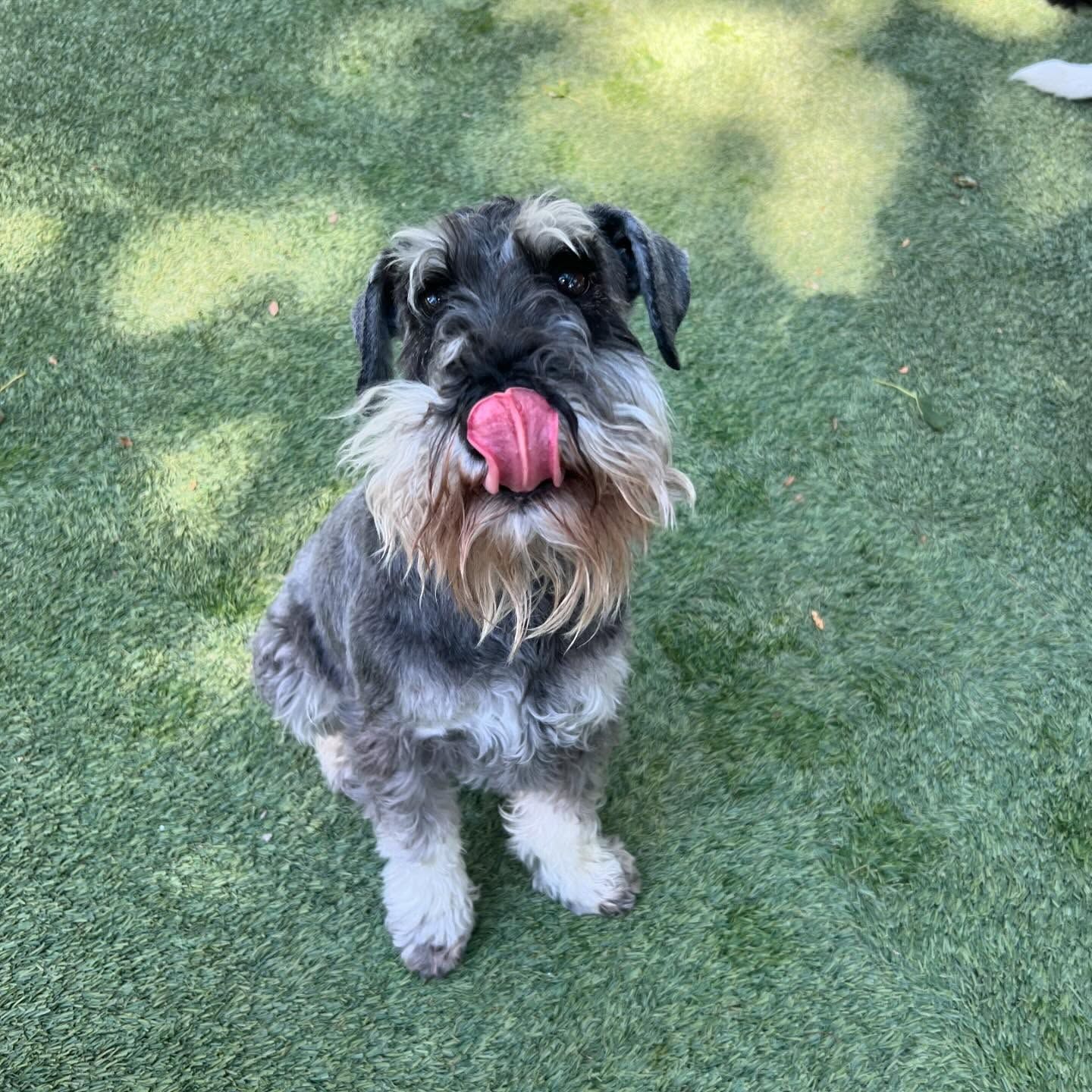 A Schnauzer dog is sitting on the grass with its tongue out