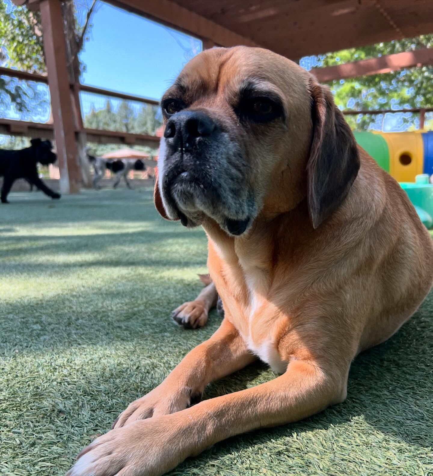 A brown dog is laying down on a green field